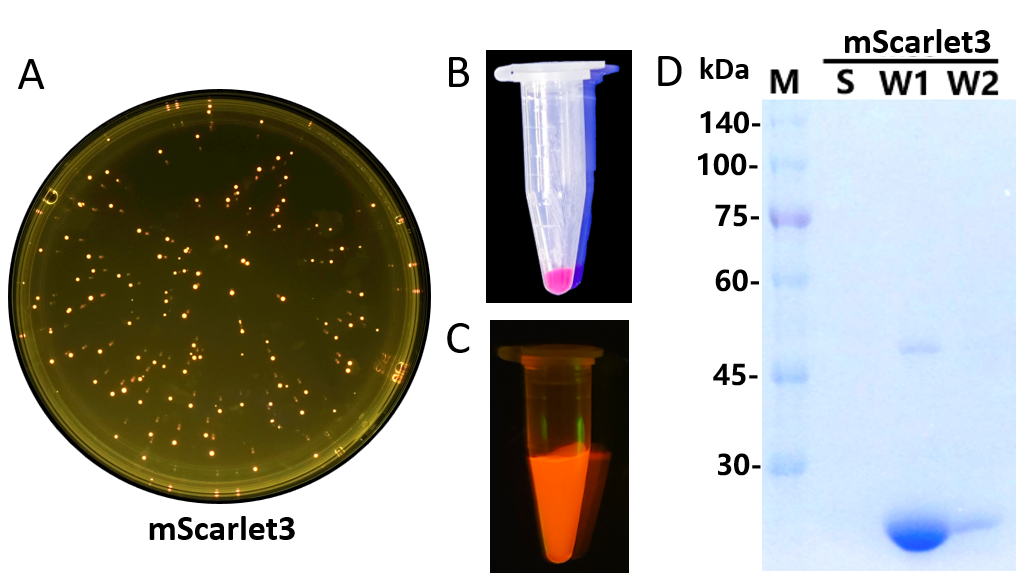 Biomolecules 15 00842 g001