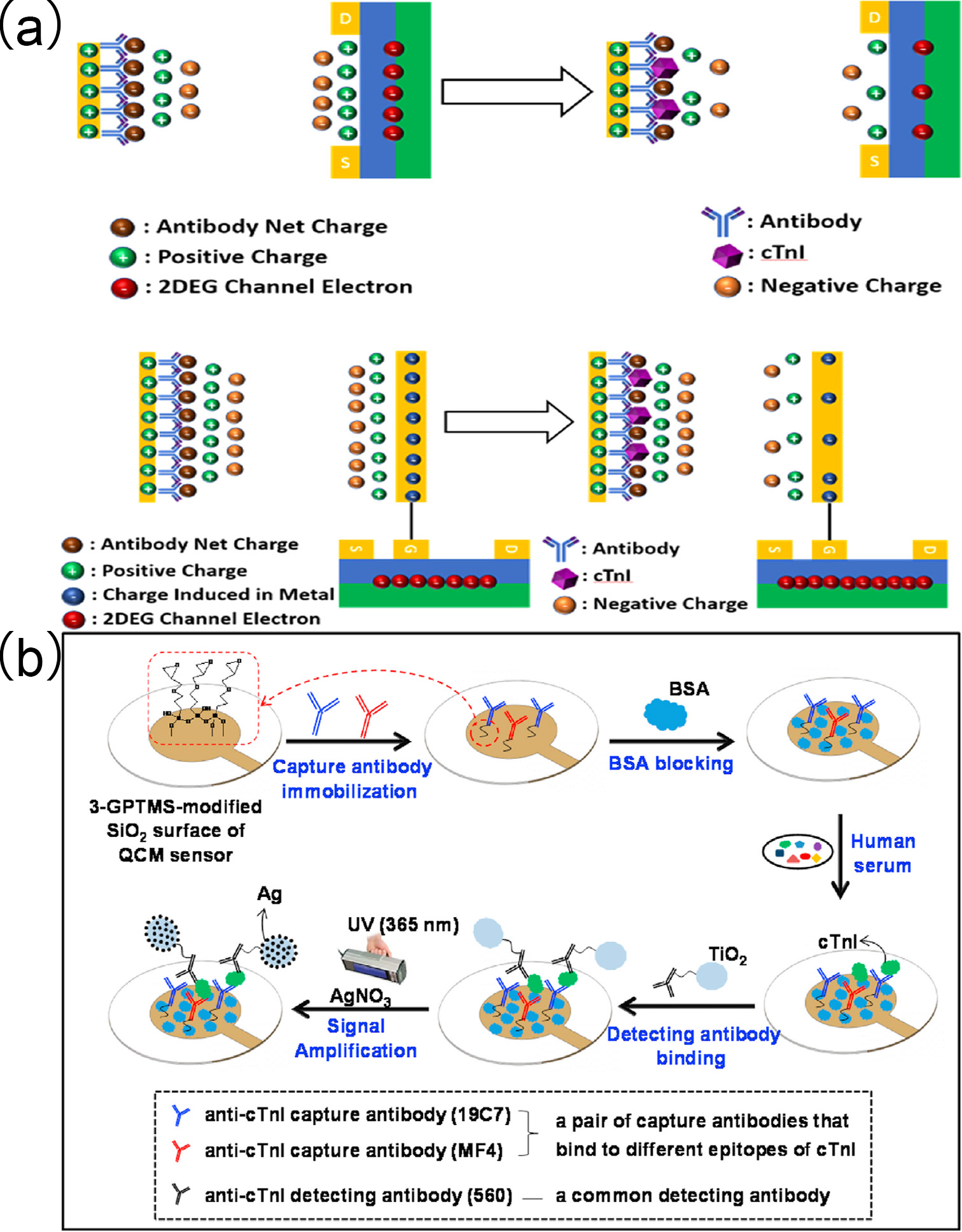Biomolecules 15 00858 g014