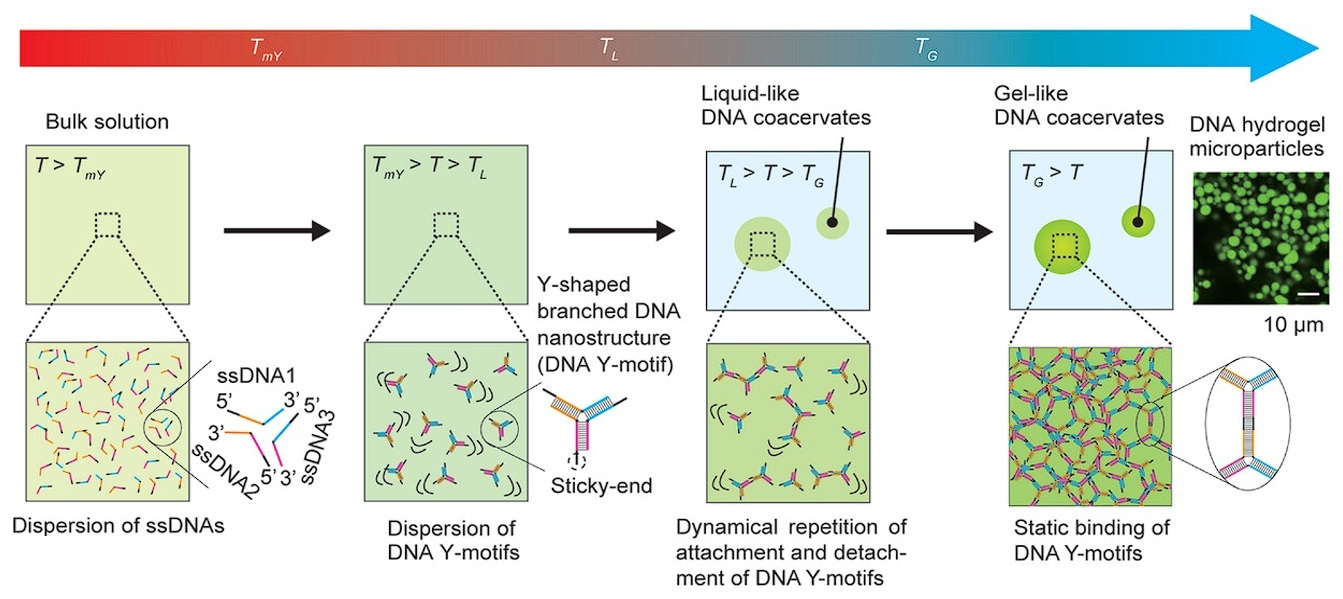 Biomolecules 15 00861 g004