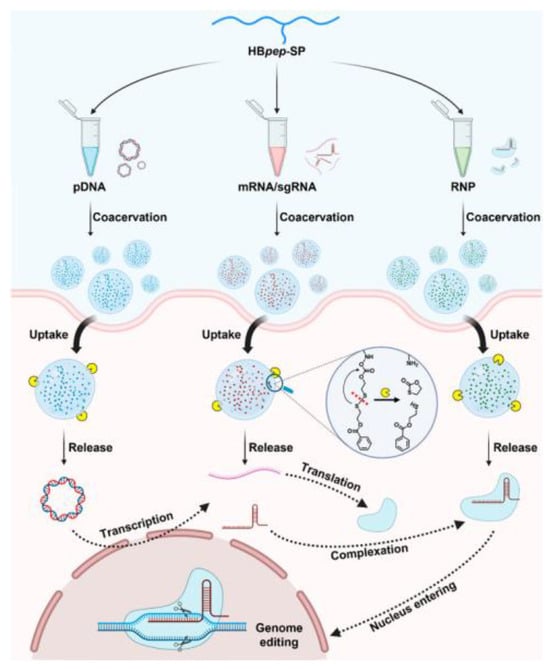 Biomolecules 15 00861 g008