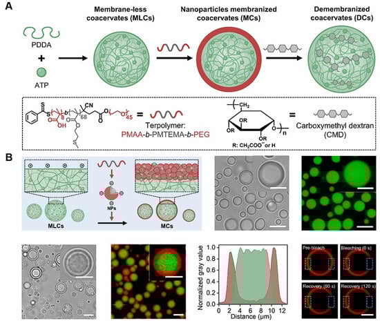 Biomolecules 15 00861 g011