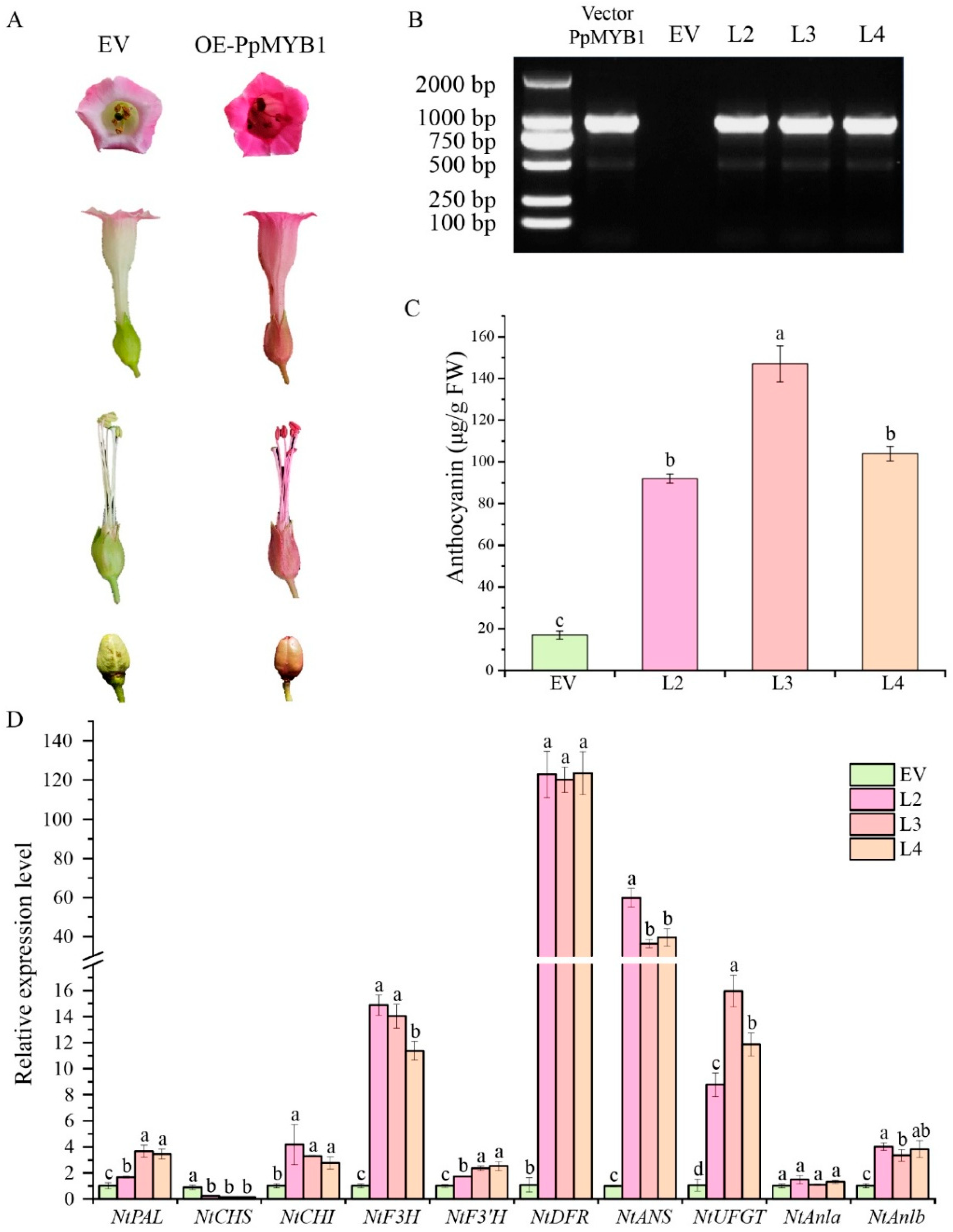 Biomolecules 15 00906 g007