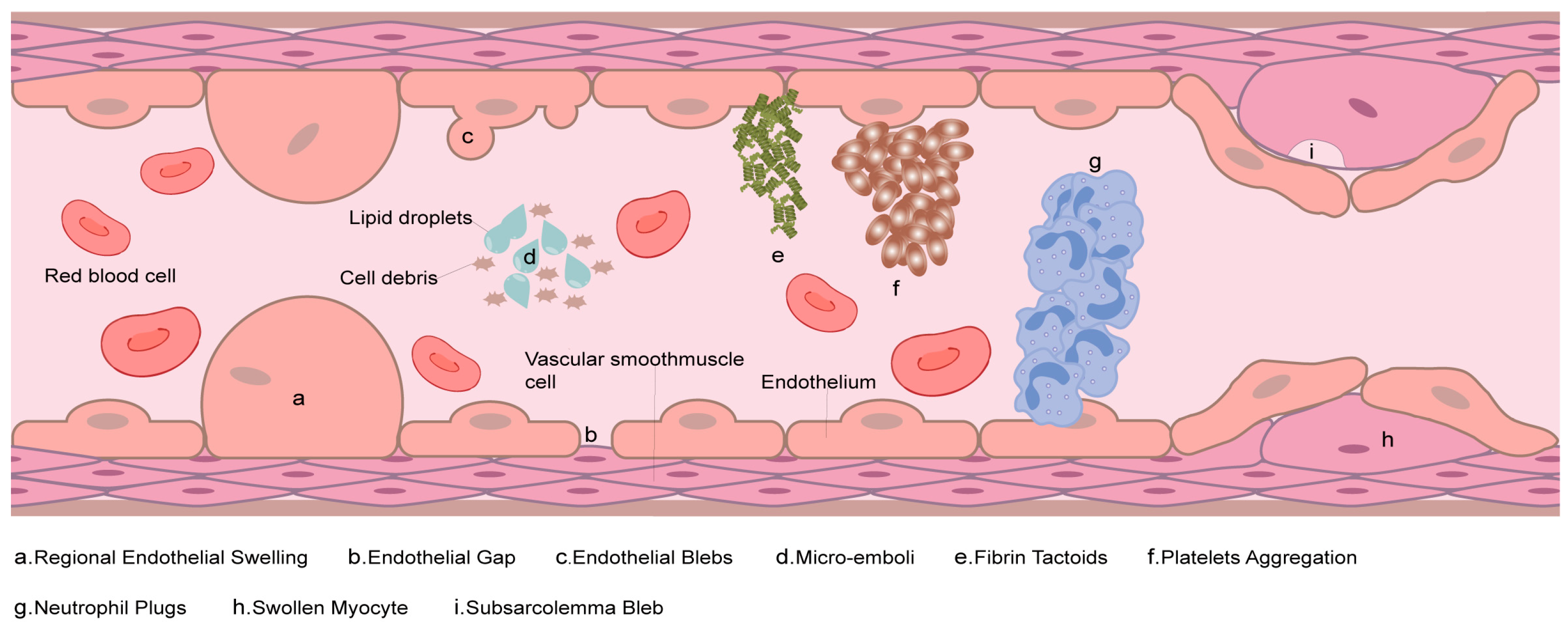 Biomolecules 15 00911 g001