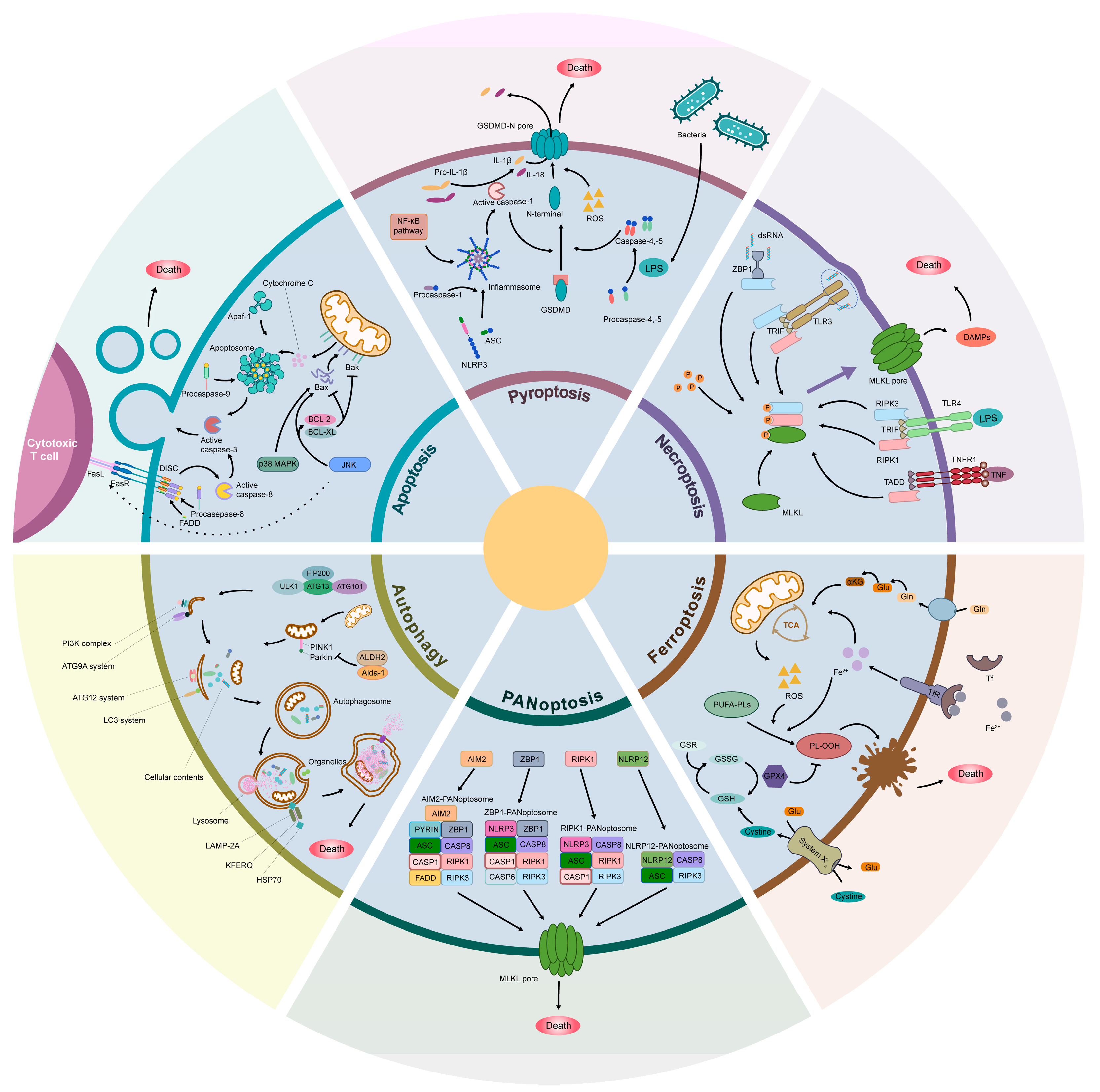 Biomolecules 15 00911 g002
