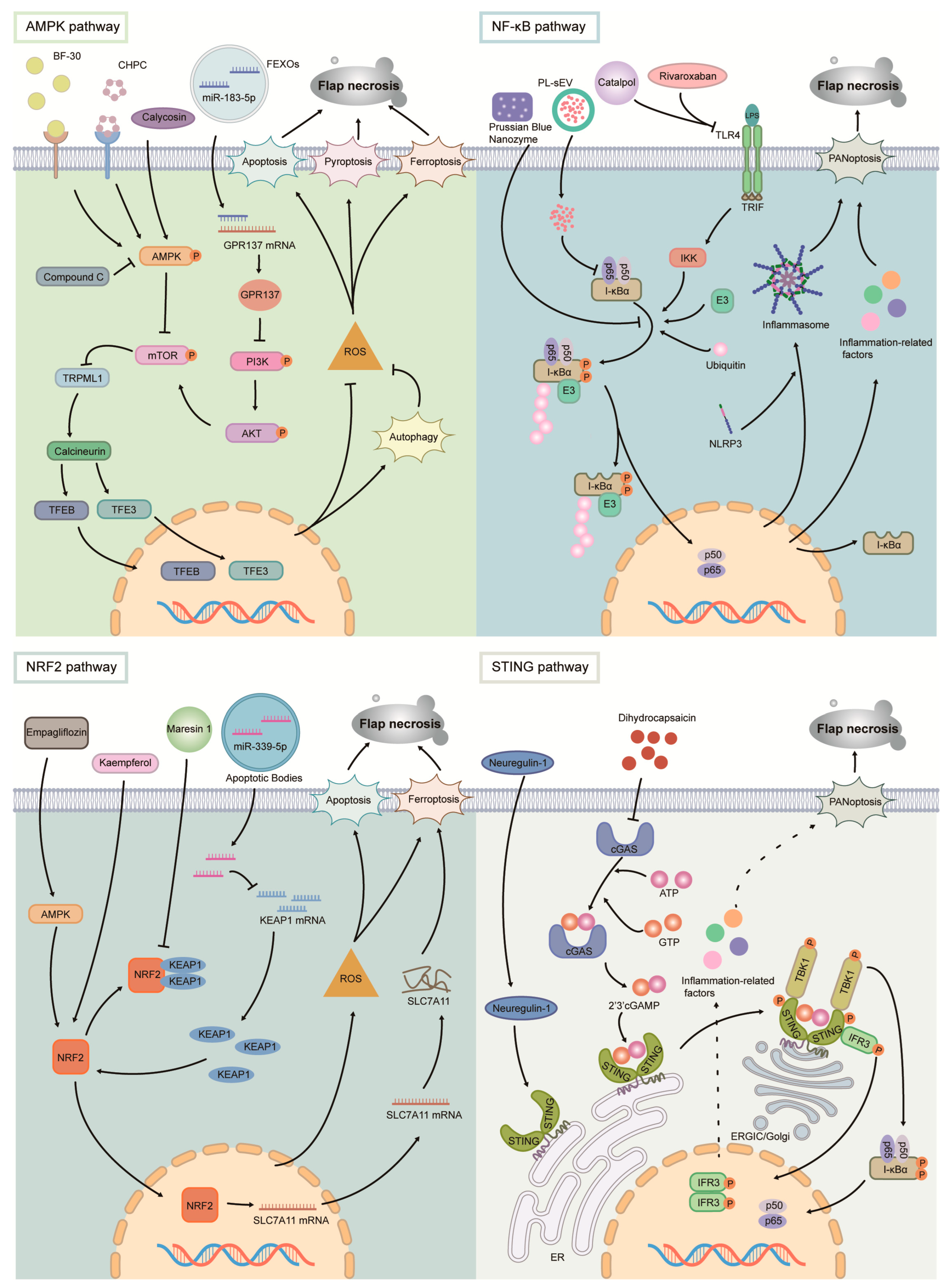 Biomolecules 15 00911 g003