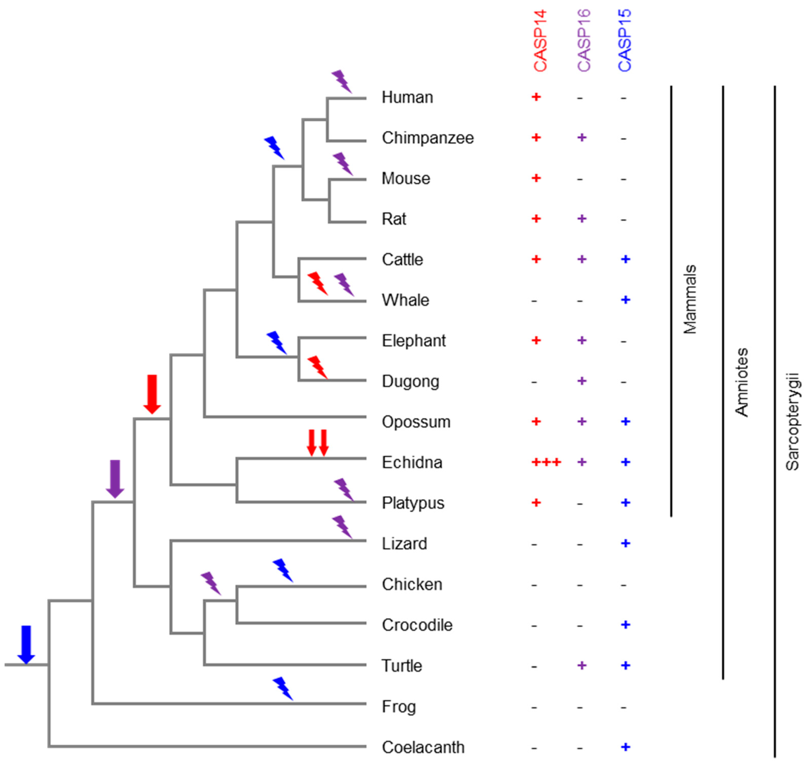 Biomolecules 15 00913 g005