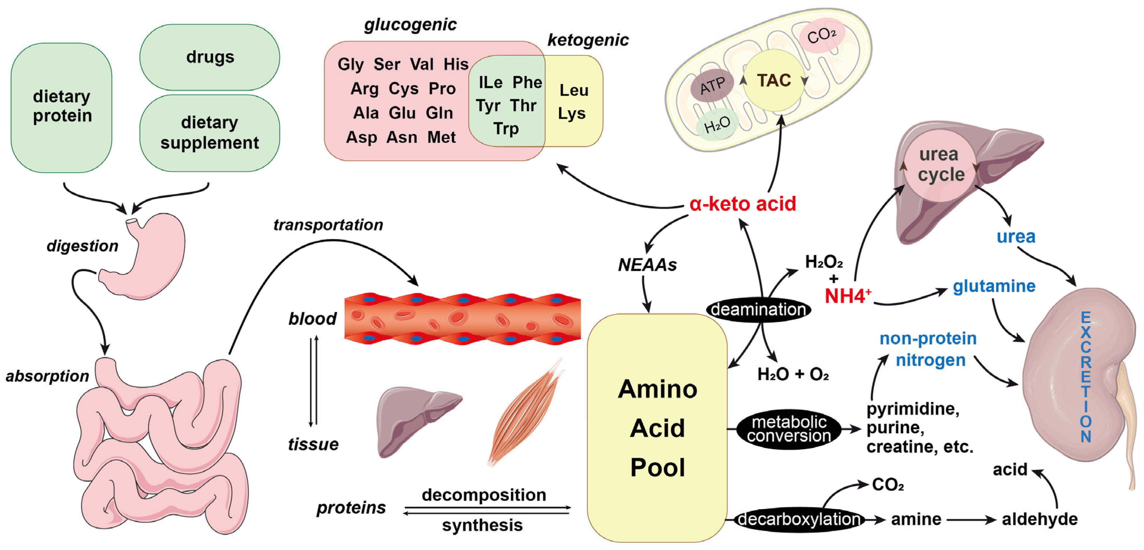 Biomolecules 15 00916 g001 Biomolecules 15 00916 g001