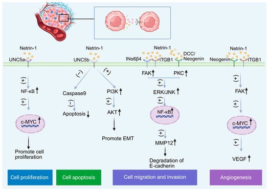 Biomolecules 15 00921 g013