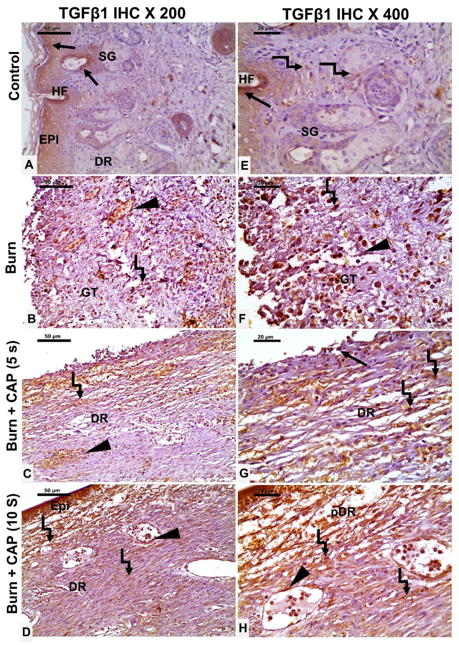 Biomolecules 15 00924 g005