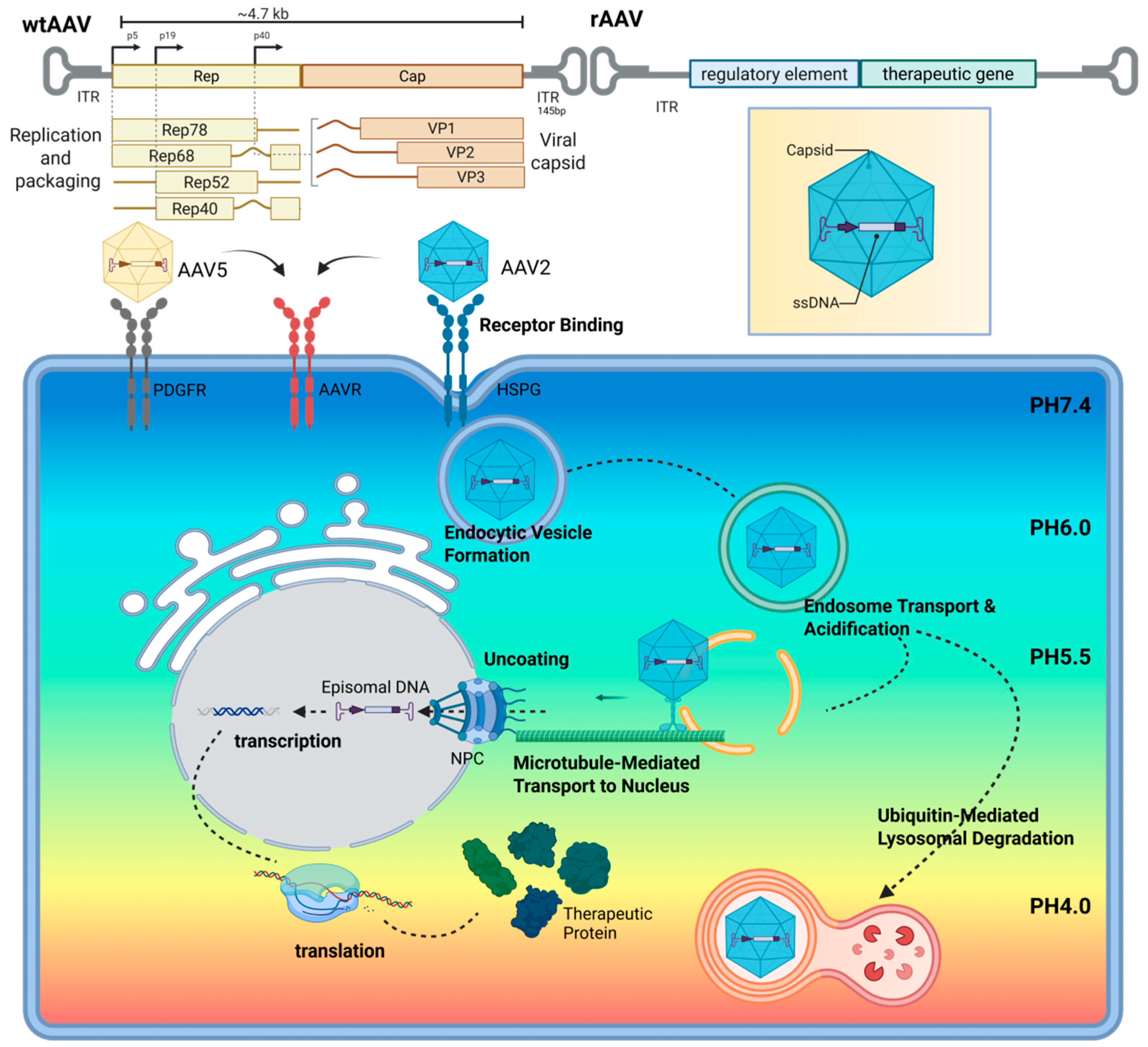 Biomolecules 15 00940 g002 Biomolecules 15 00940 g002