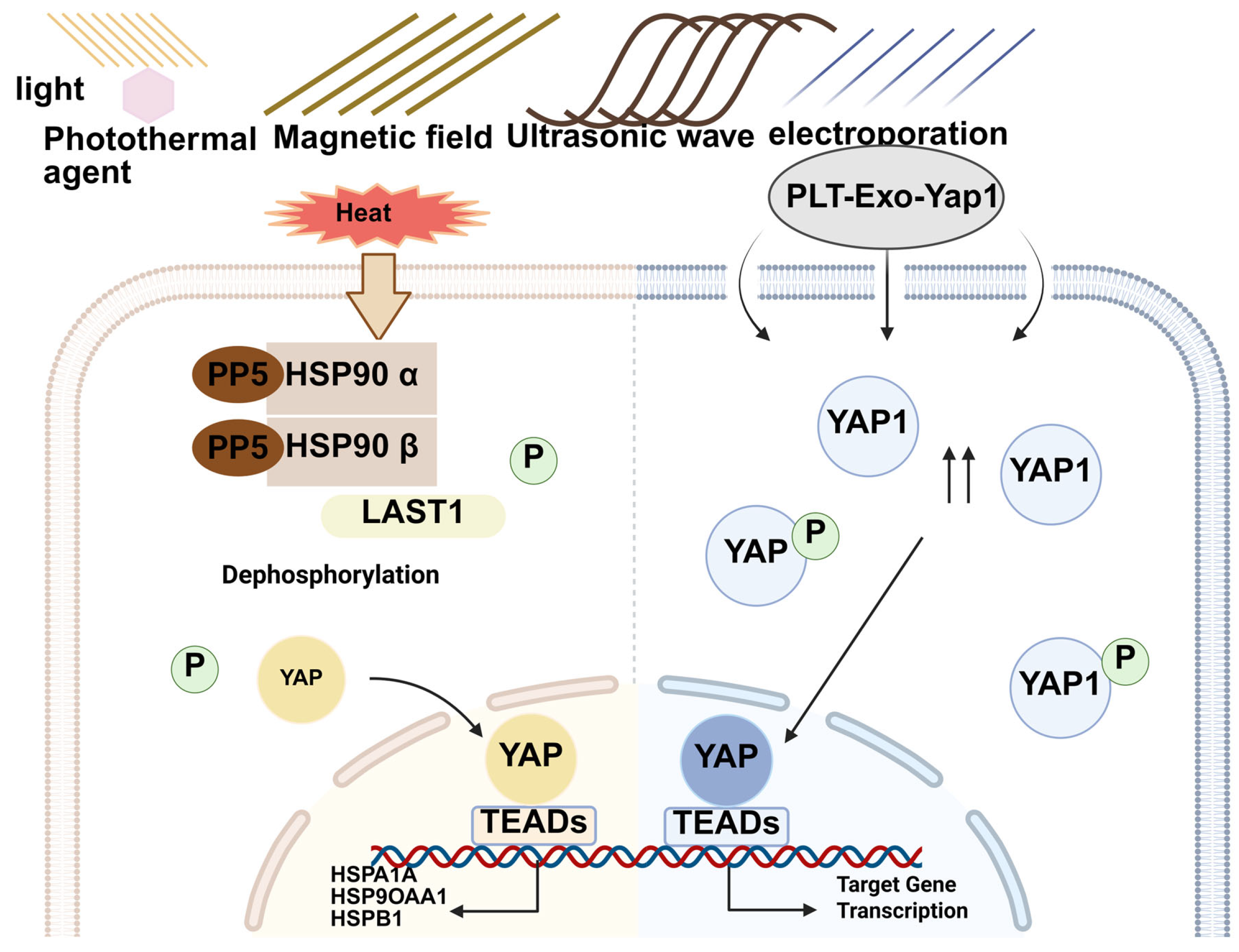Biomolecules 15 00945 g004 Biomolecules 15 00945 g004