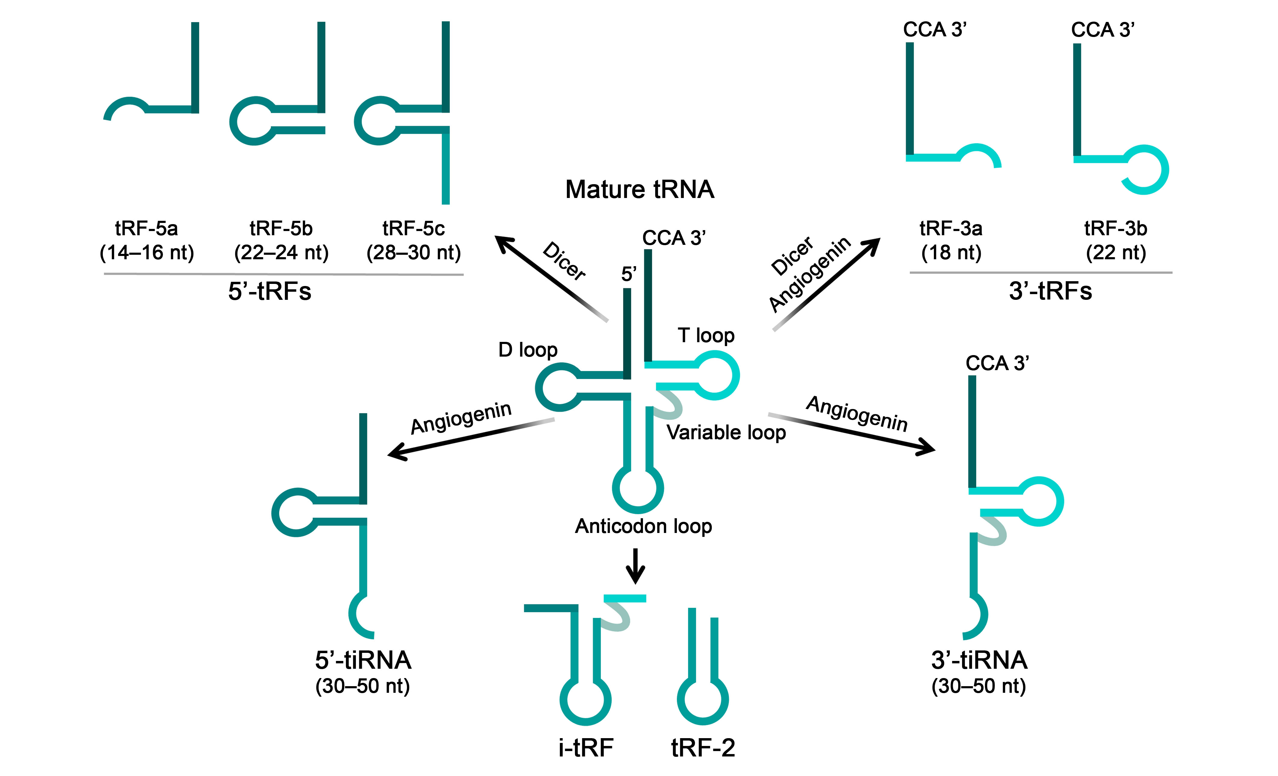 Biomolecules 15 00965 g006