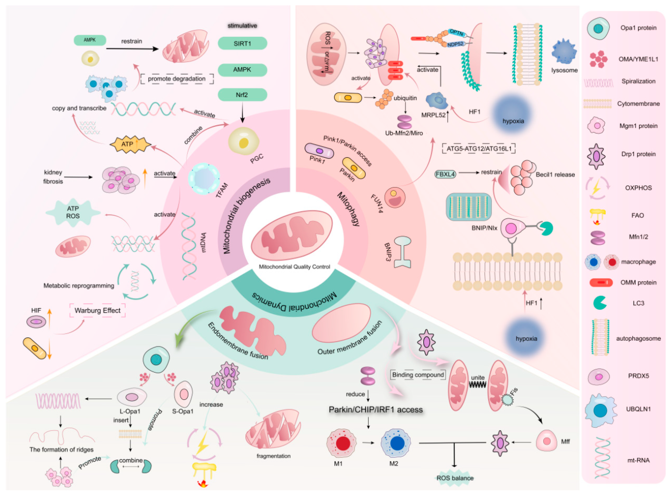 Biomolecules 15 00970 g001