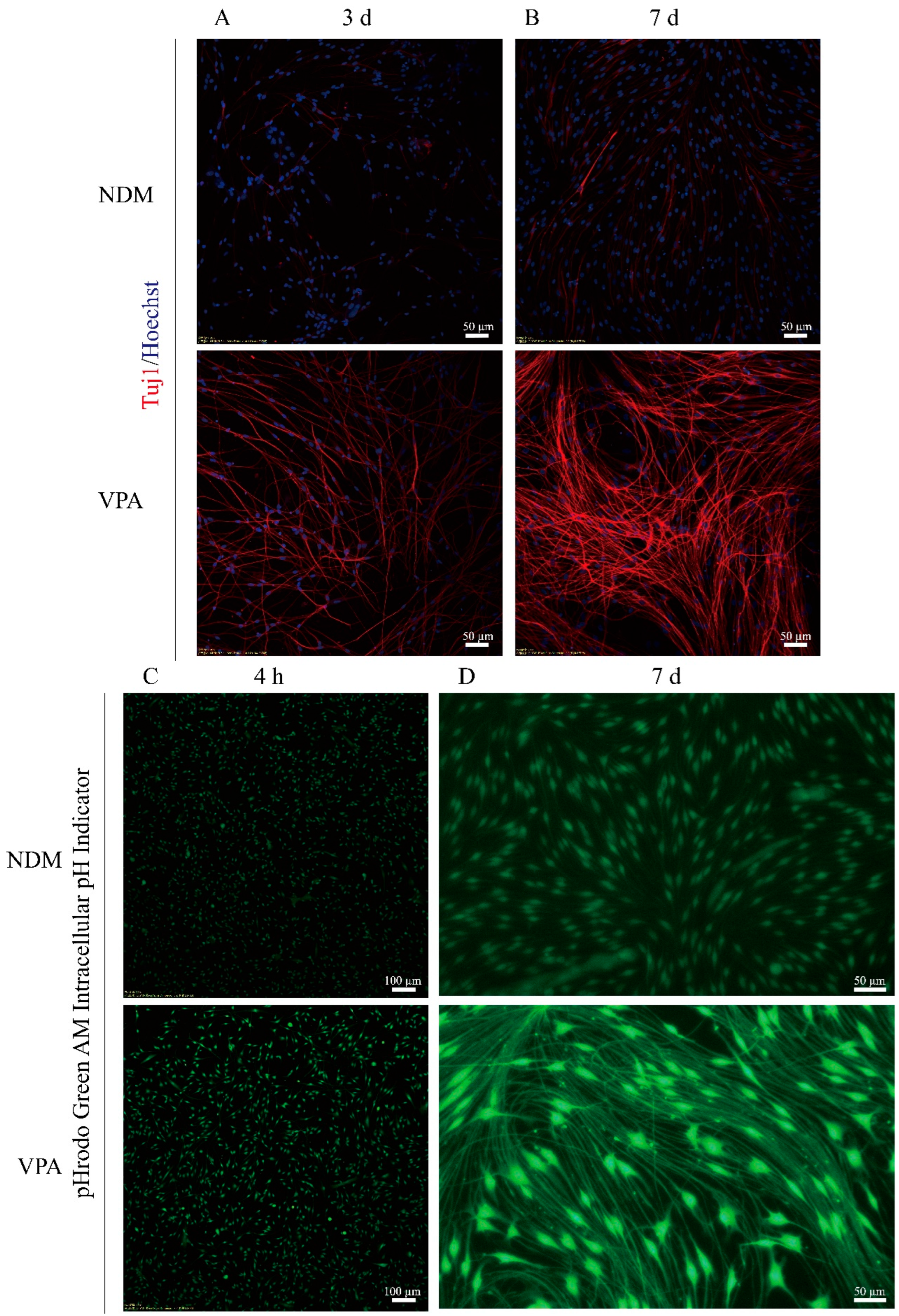 Biomolecules 15 00986 g001