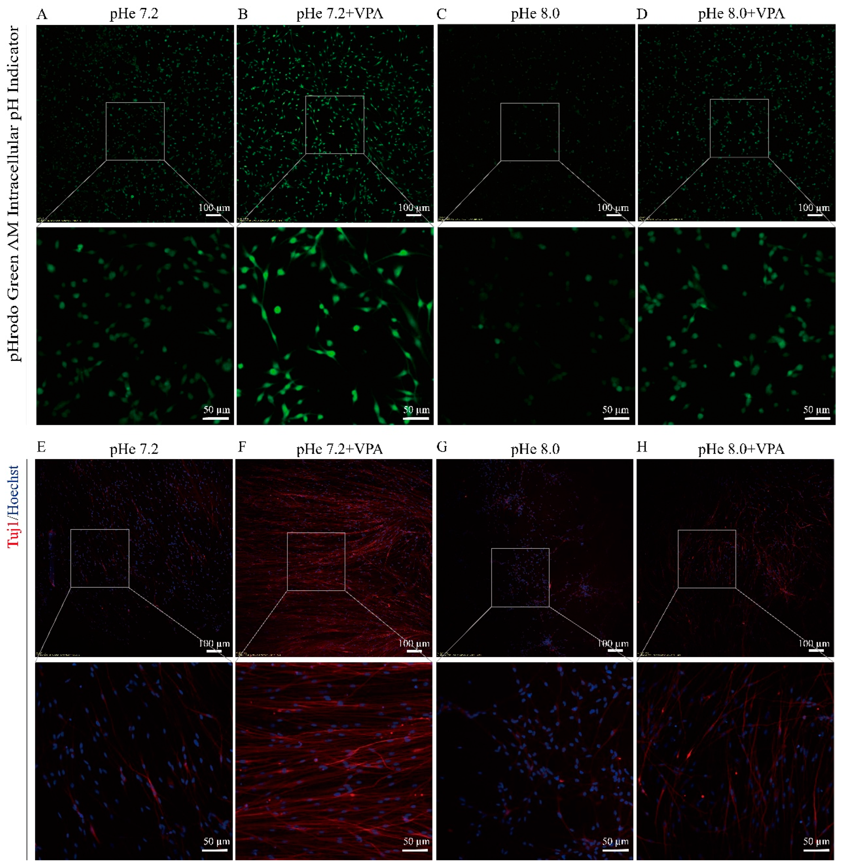 Biomolecules 15 00986 g003