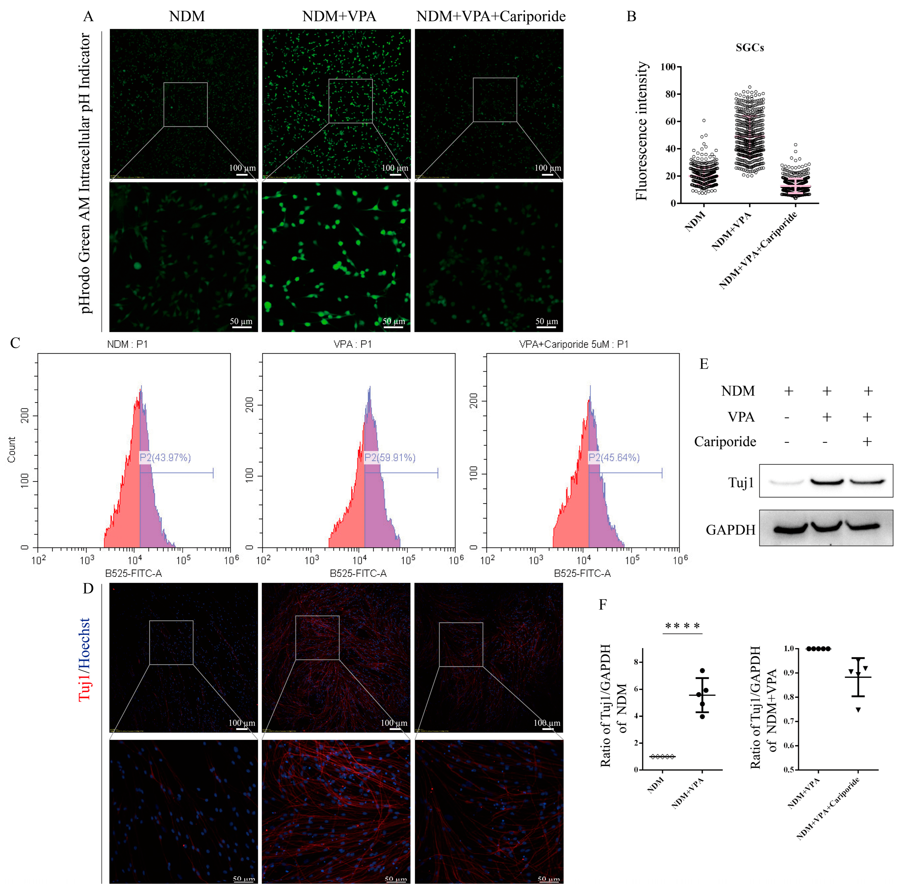 Biomolecules 15 00986 g006