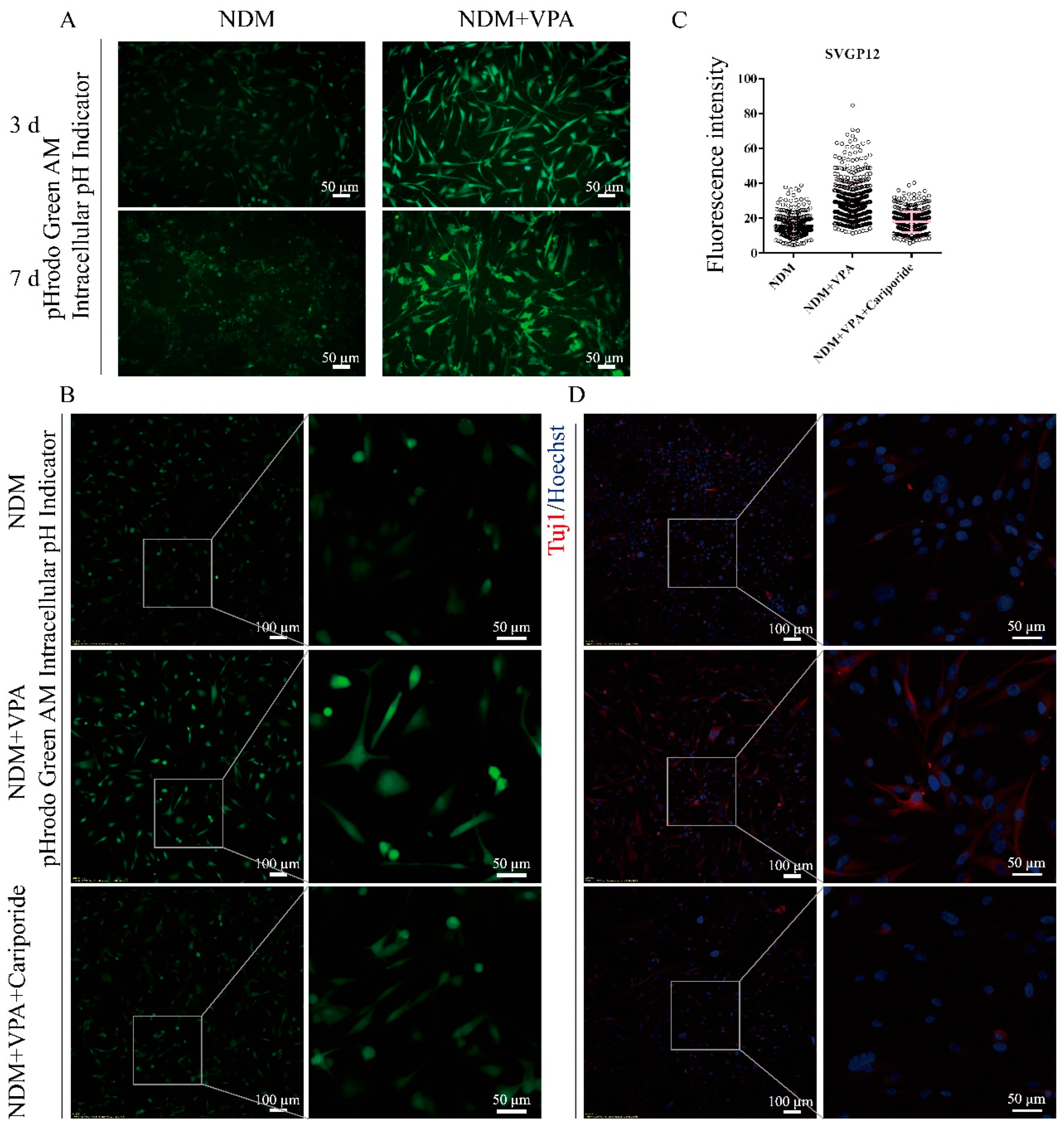 Biomolecules 15 00986 g007