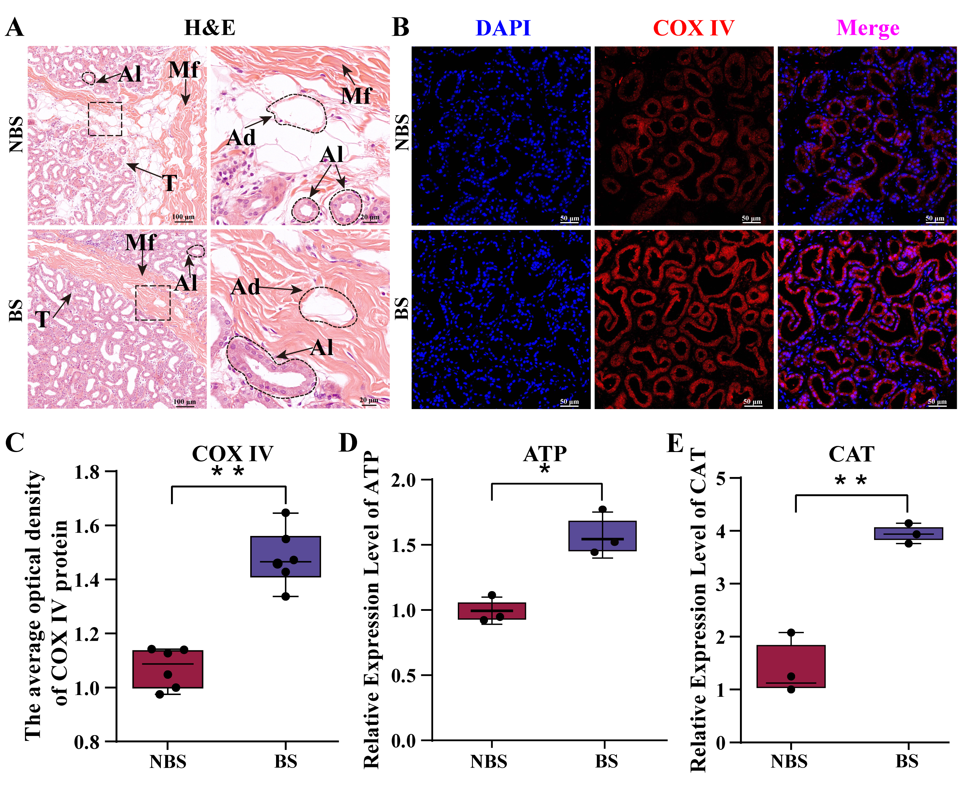 Biomolecules 15 00988 g001
