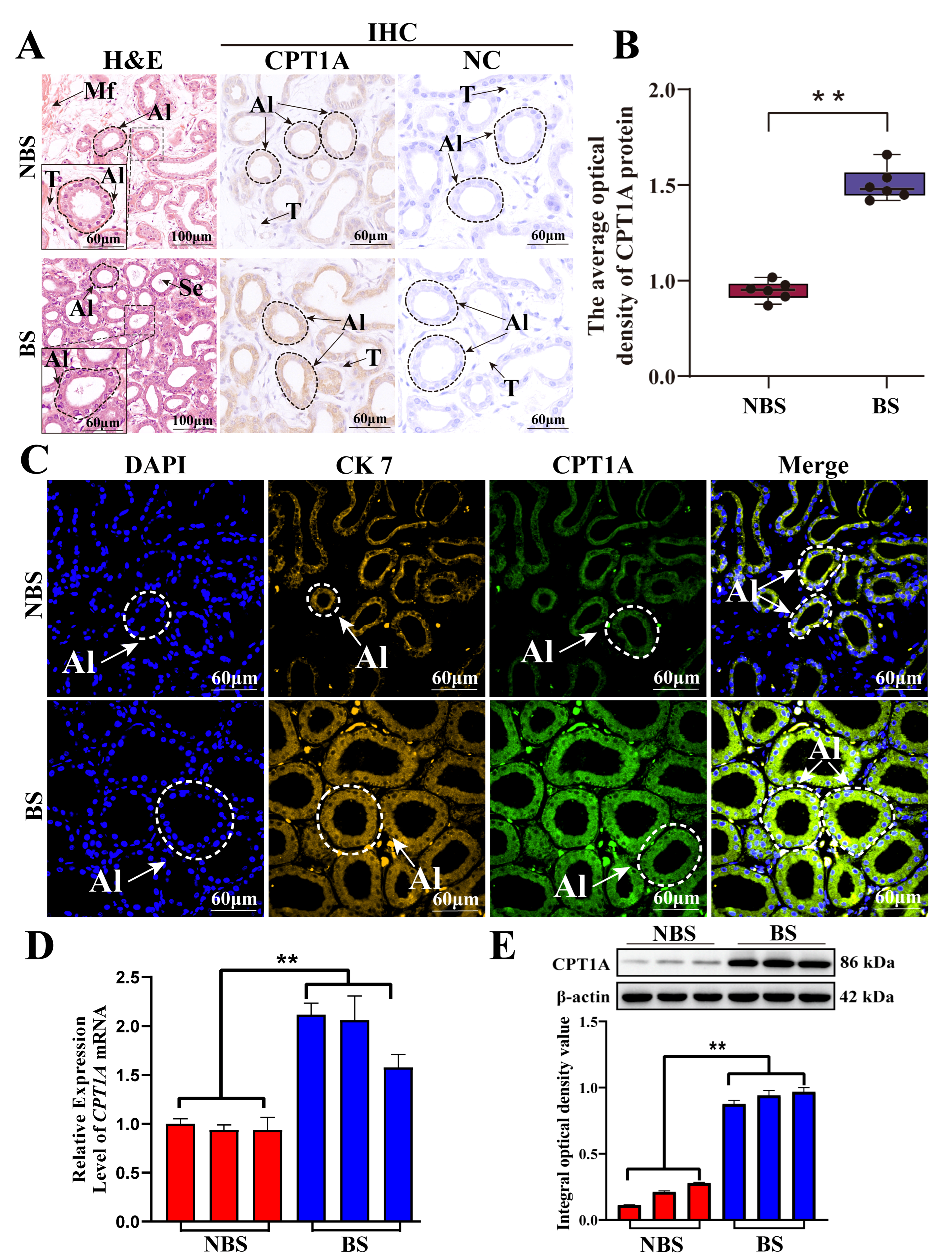 Biomolecules 15 00988 g006