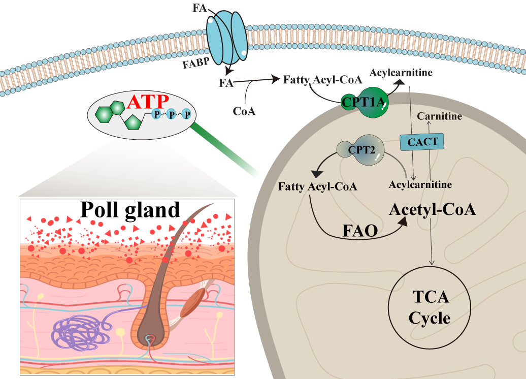 Biomolecules 15 00988 g007