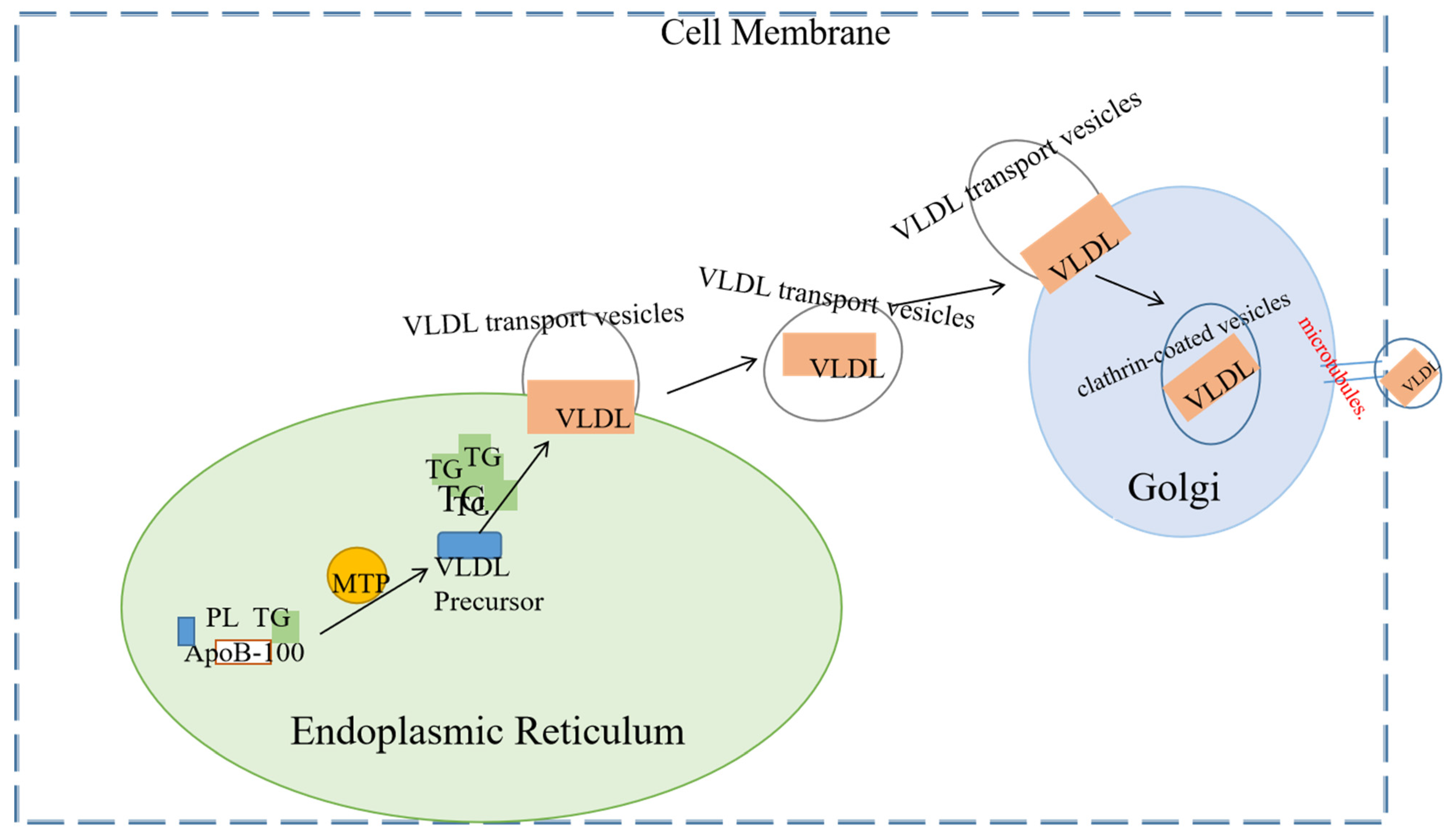 Biomolecules 15 00990 g004 Biomolecules 15 00990 g004