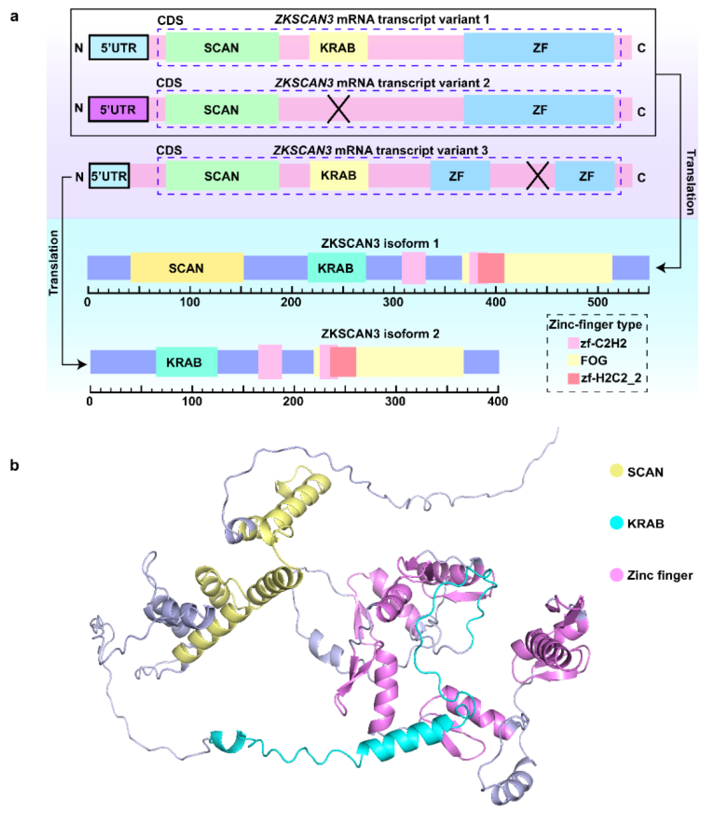 Biomolecules 15 01016 g001