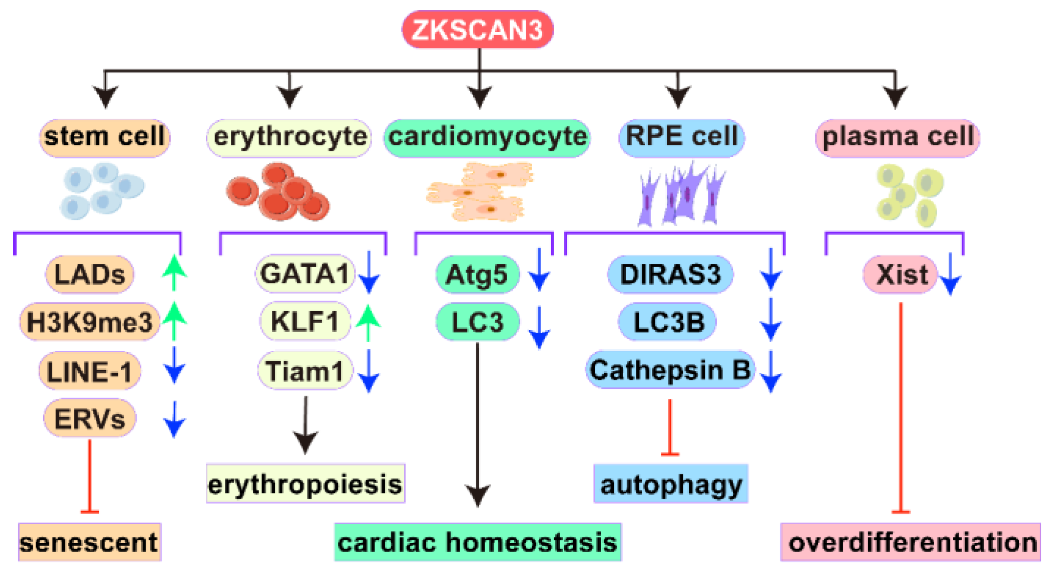 Biomolecules 15 01016 g002