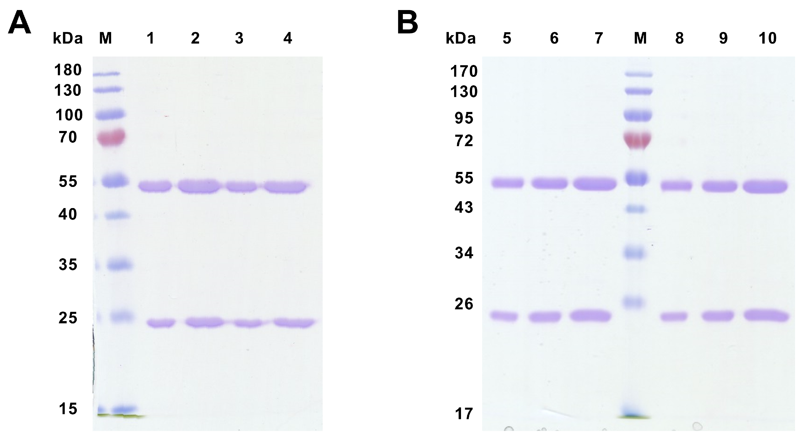 Biomolecules 15 01021 g012