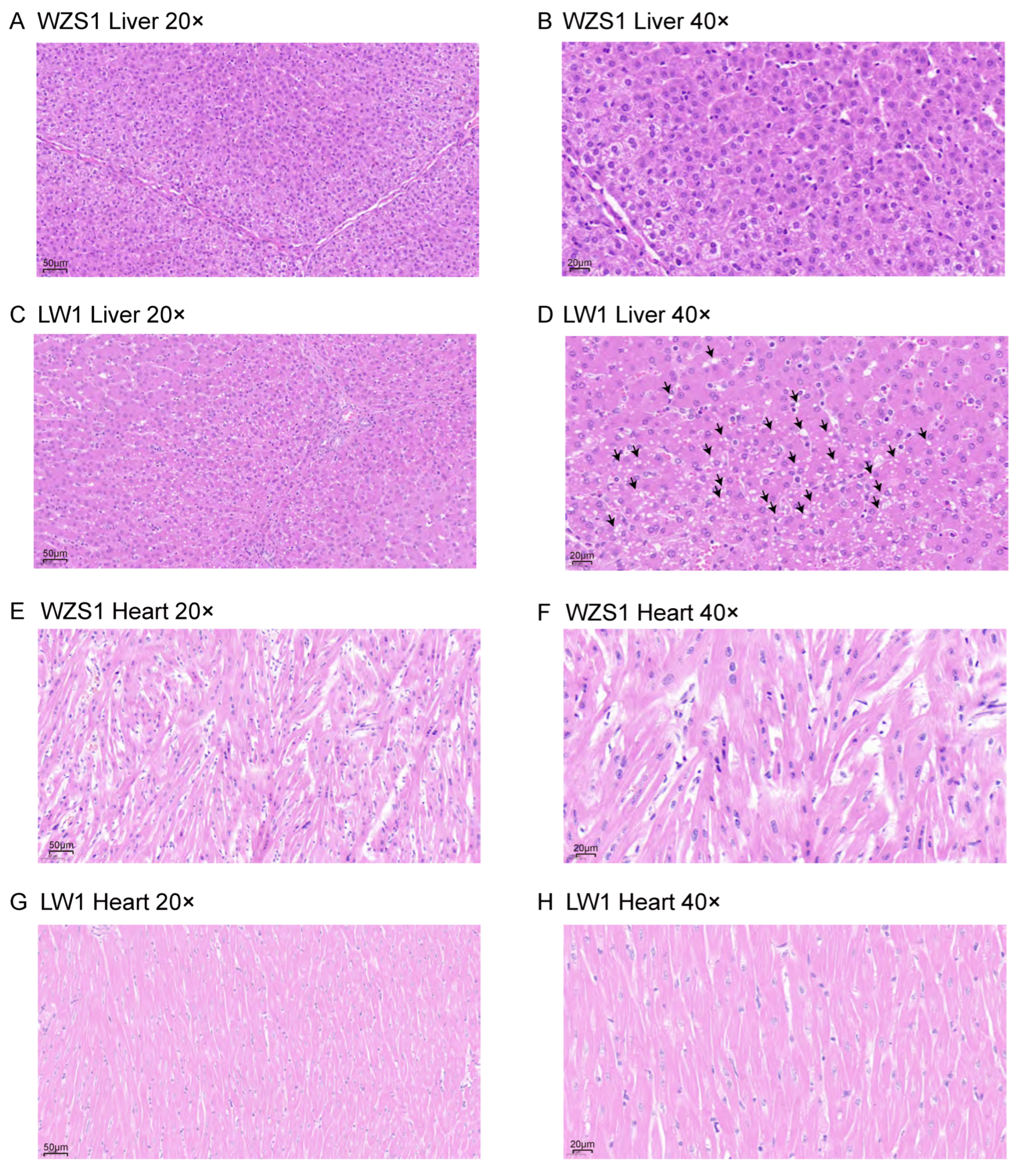 Biomolecules 15 01024 g005 Biomolecules 15 01024 g005