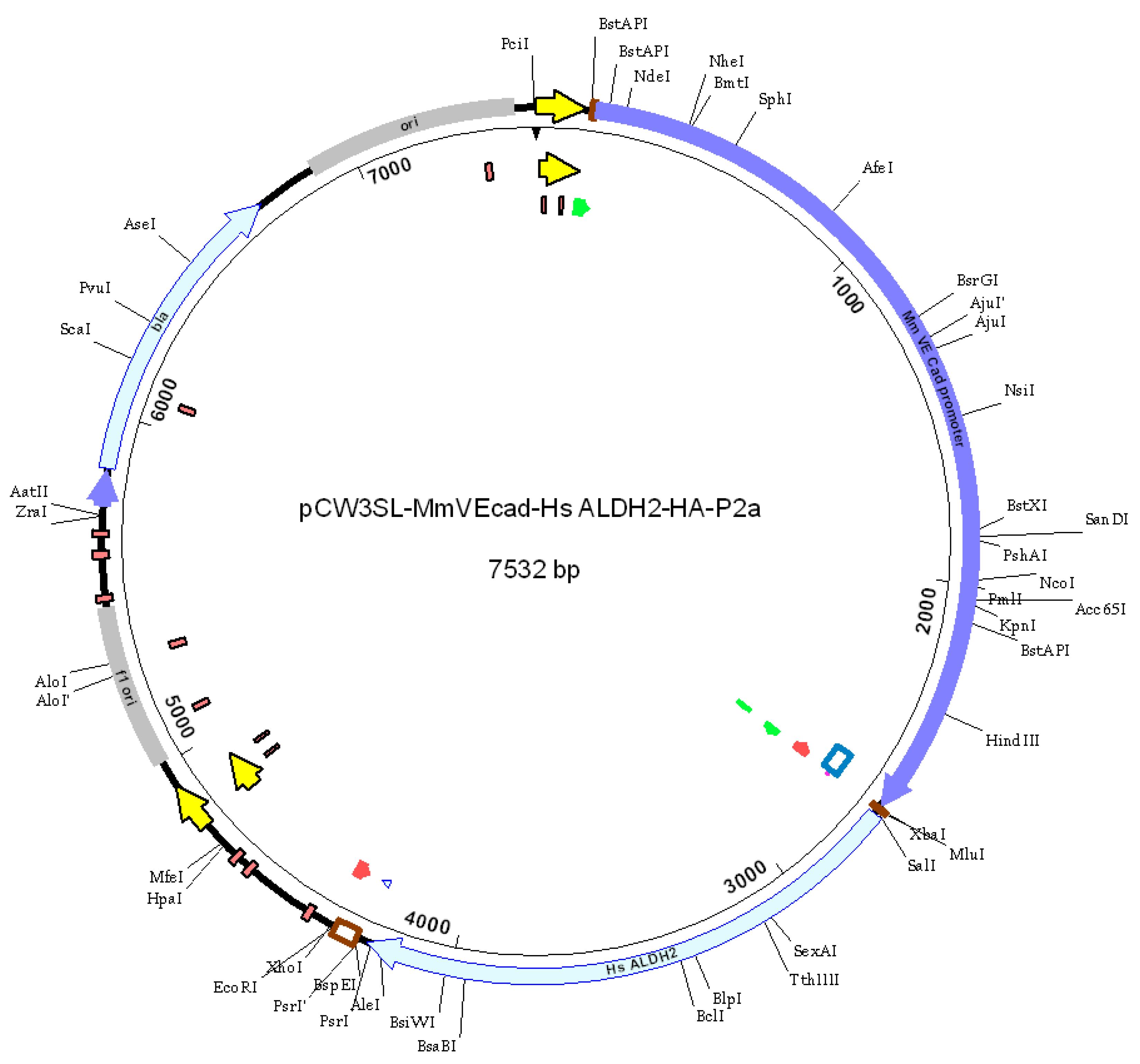Biomolecules 15 01029 g001