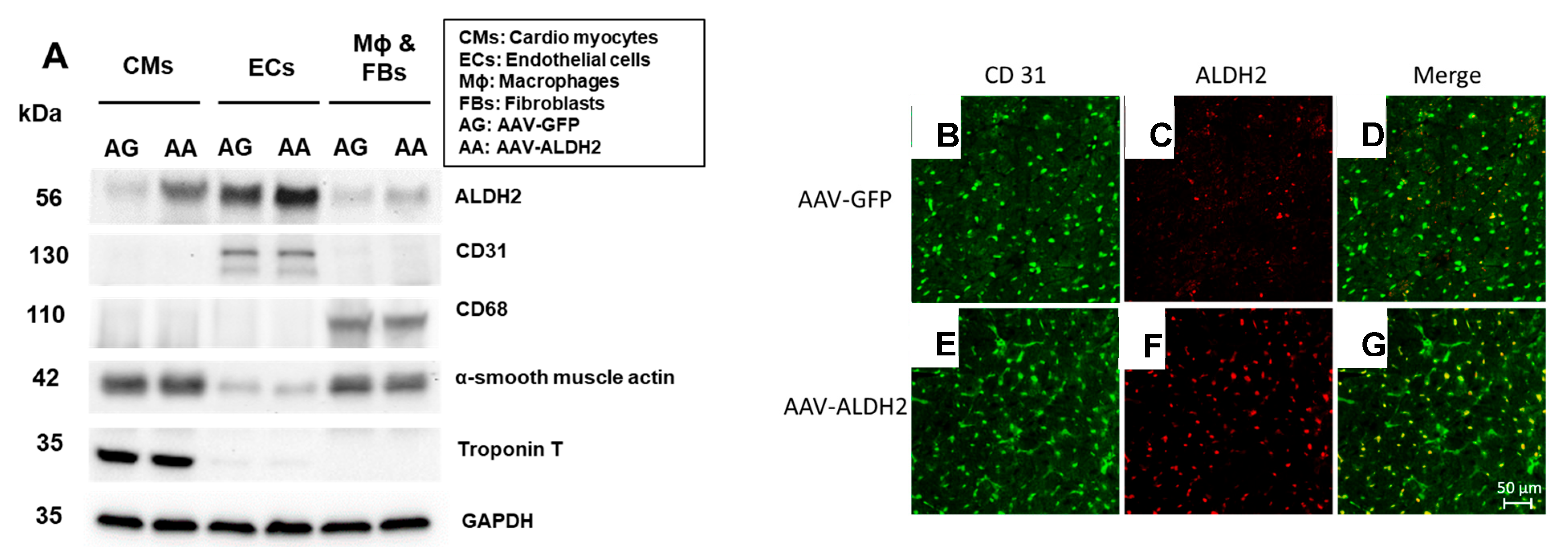 Biomolecules 15 01029 g002