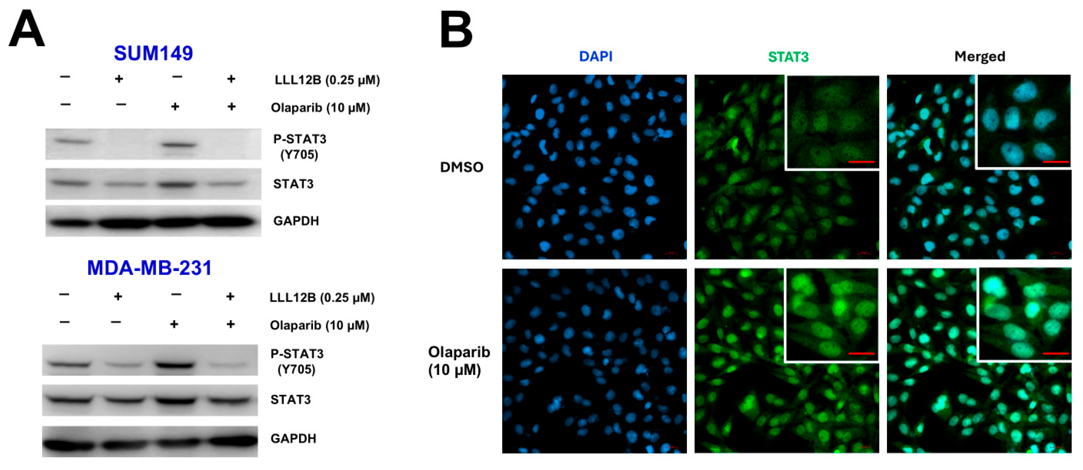 Biomolecules 15 01035 g004