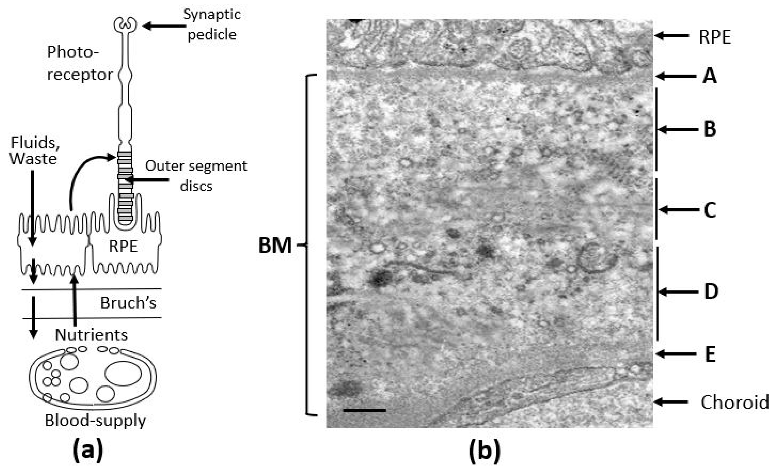 Biomolecules 15 01059 g001
