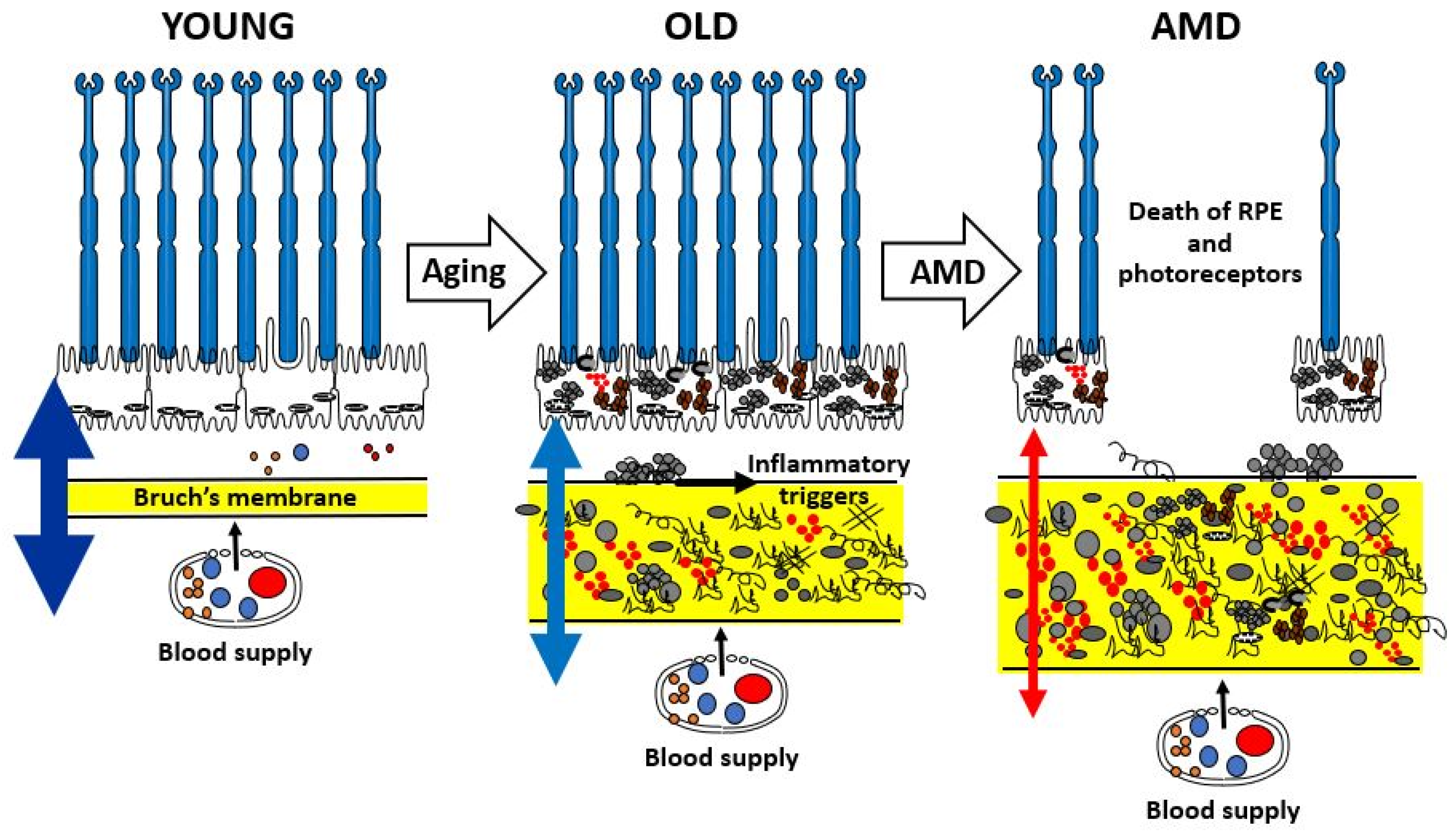 Biomolecules 15 01059 g002