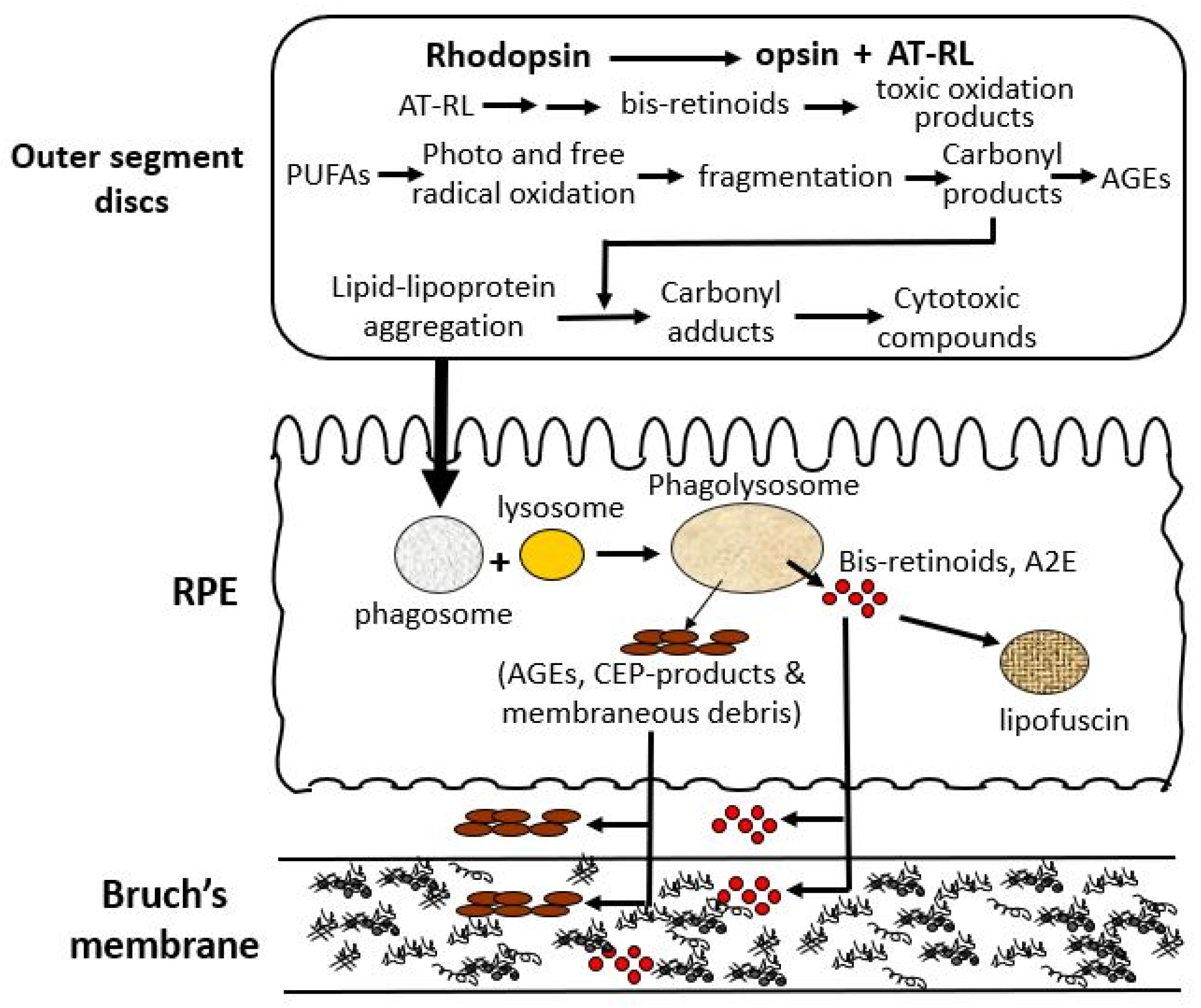 Biomolecules 15 01059 g003