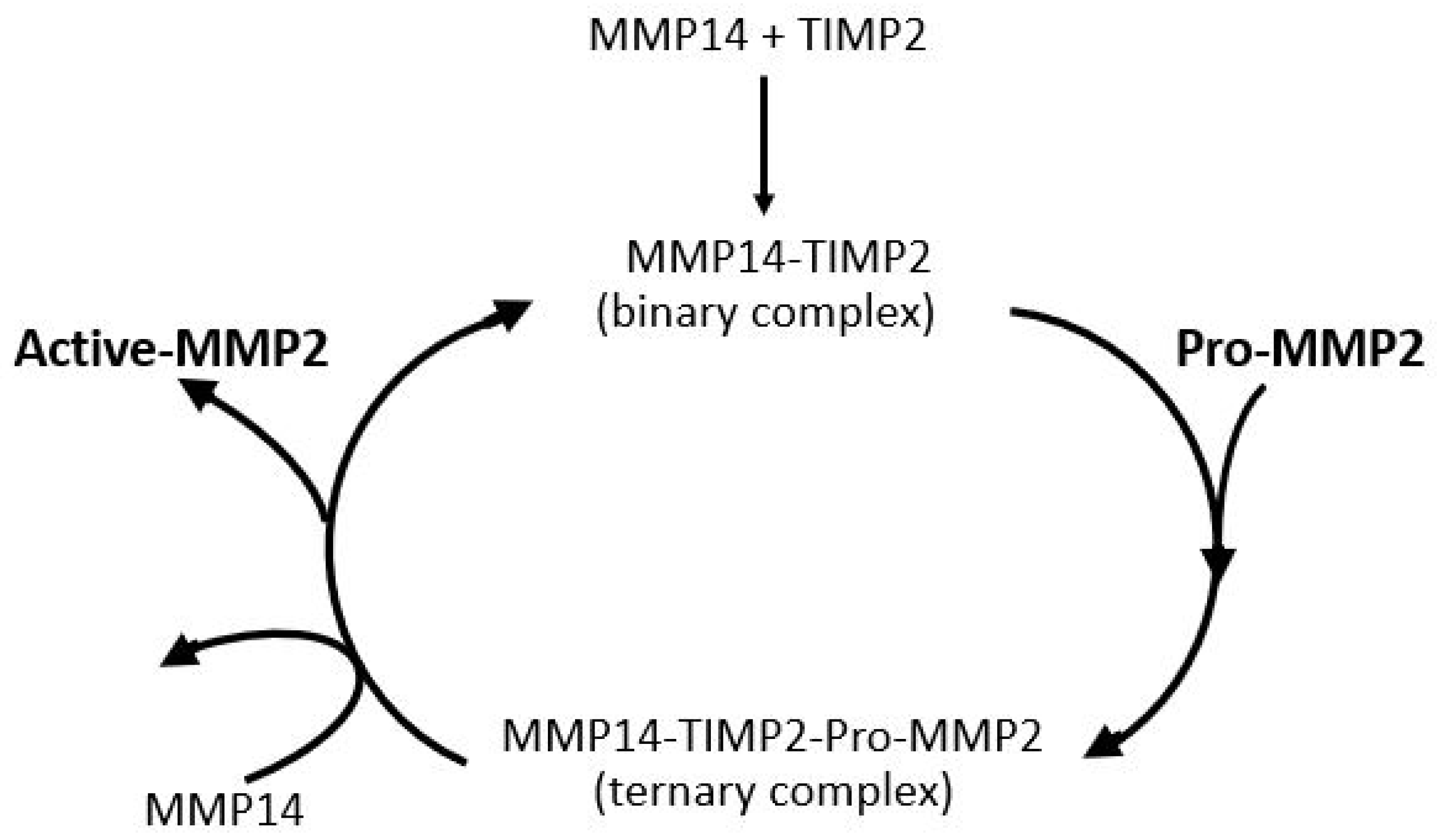 Biomolecules 15 01059 g008