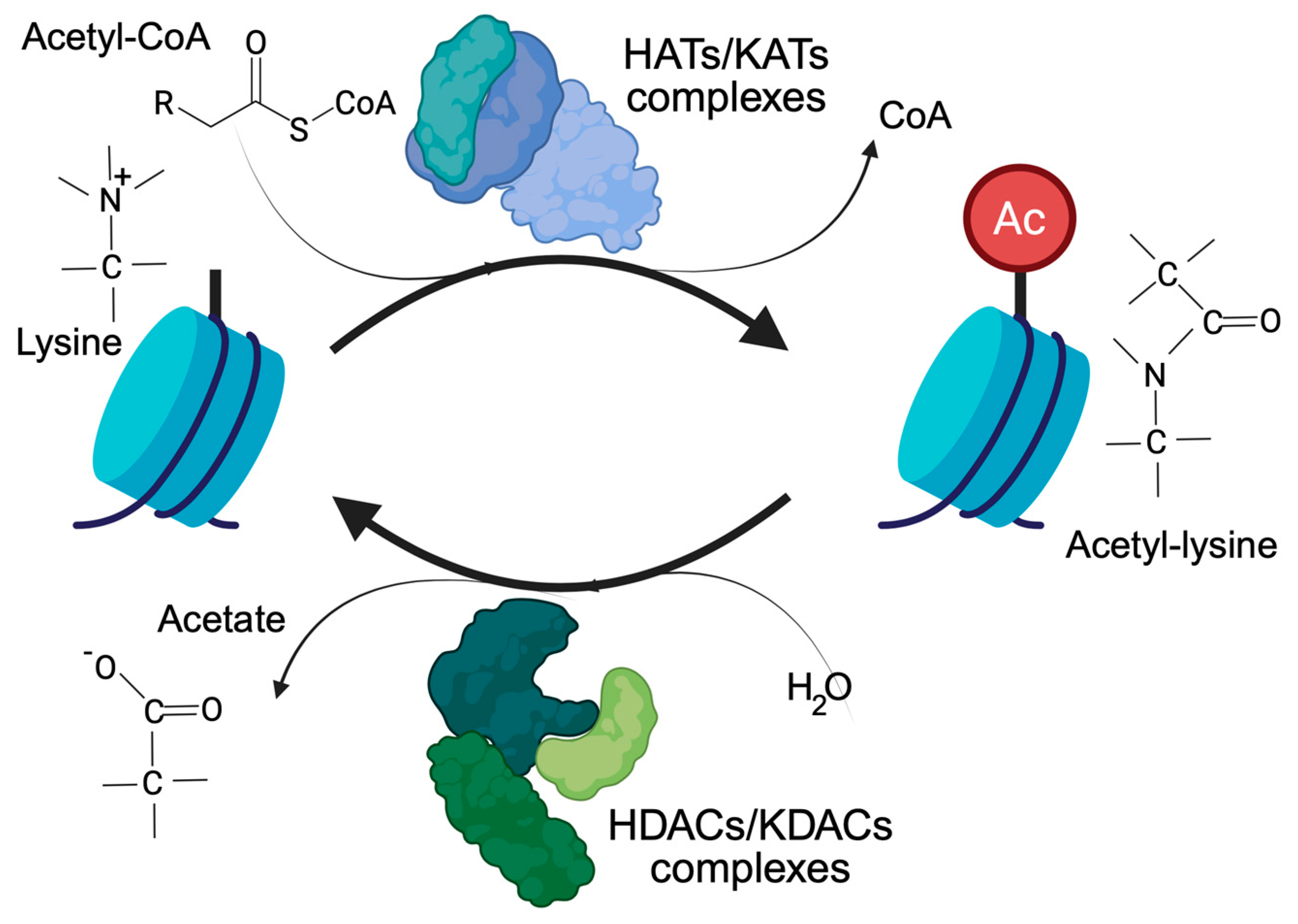 Biomolecules 15 01061 g001 Biomolecules 15 01061 g001