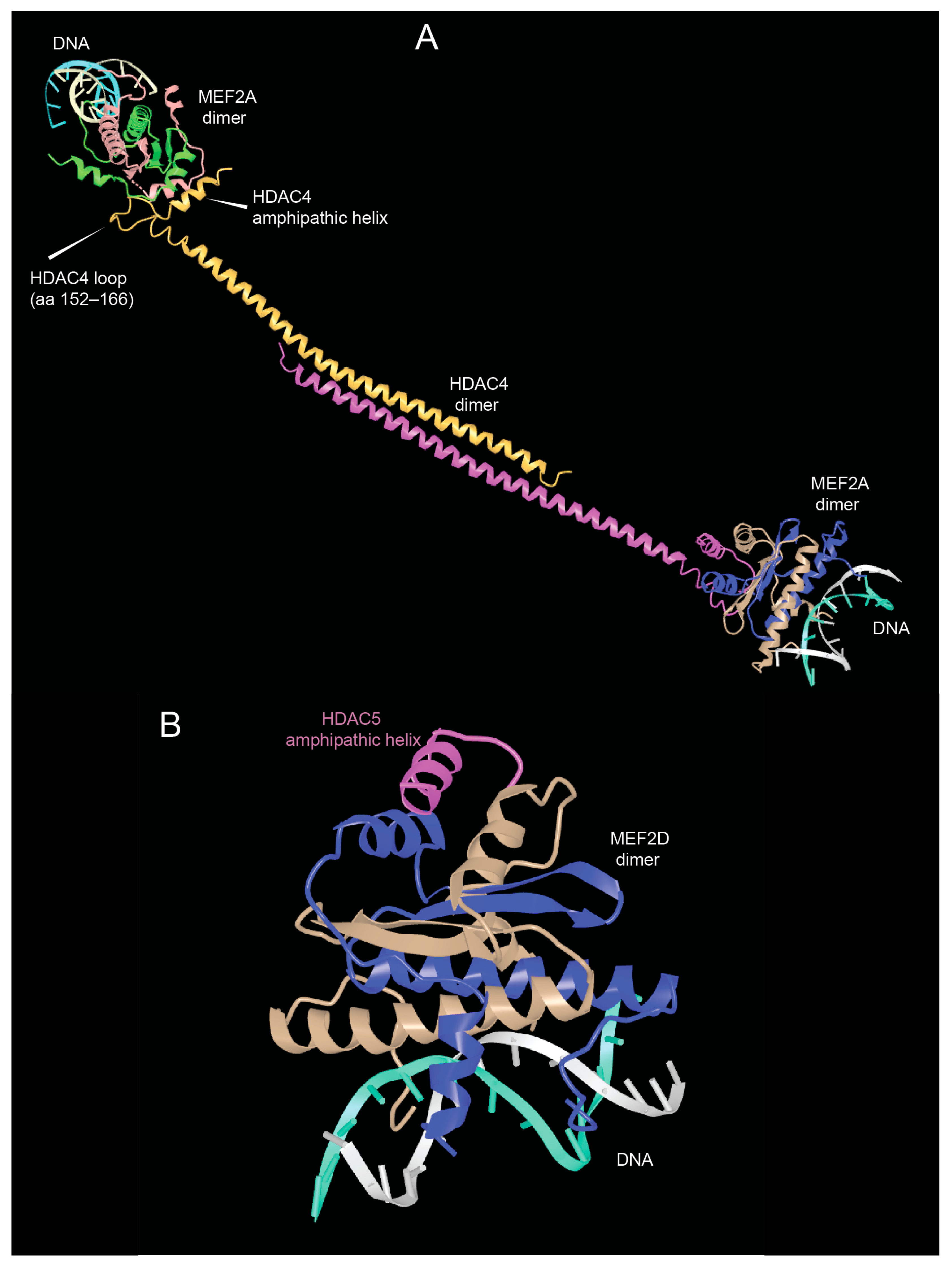 Biomolecules 15 01061 g003 Biomolecules 15 01061 g003