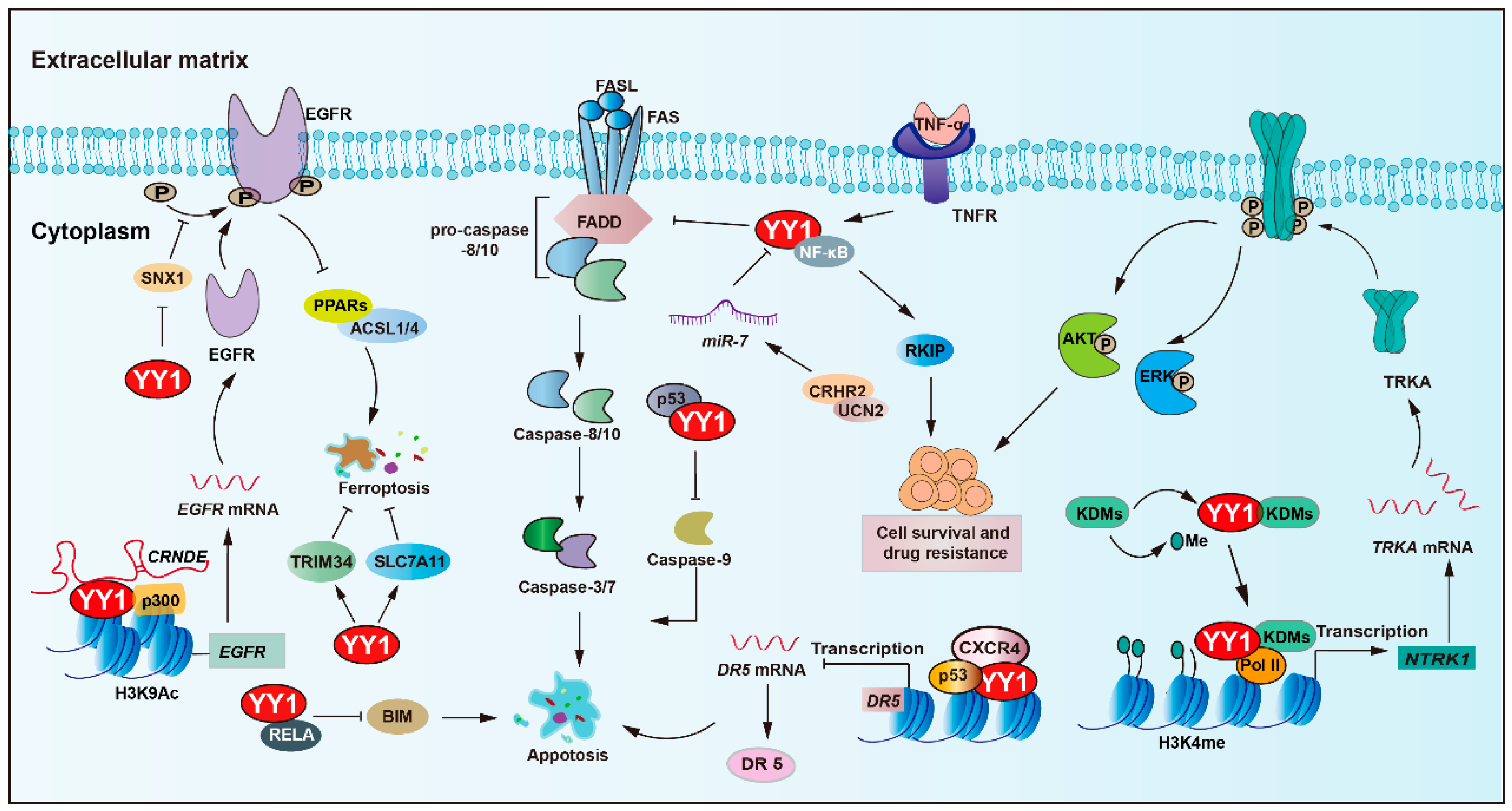 Biomolecules 15 01069 g002