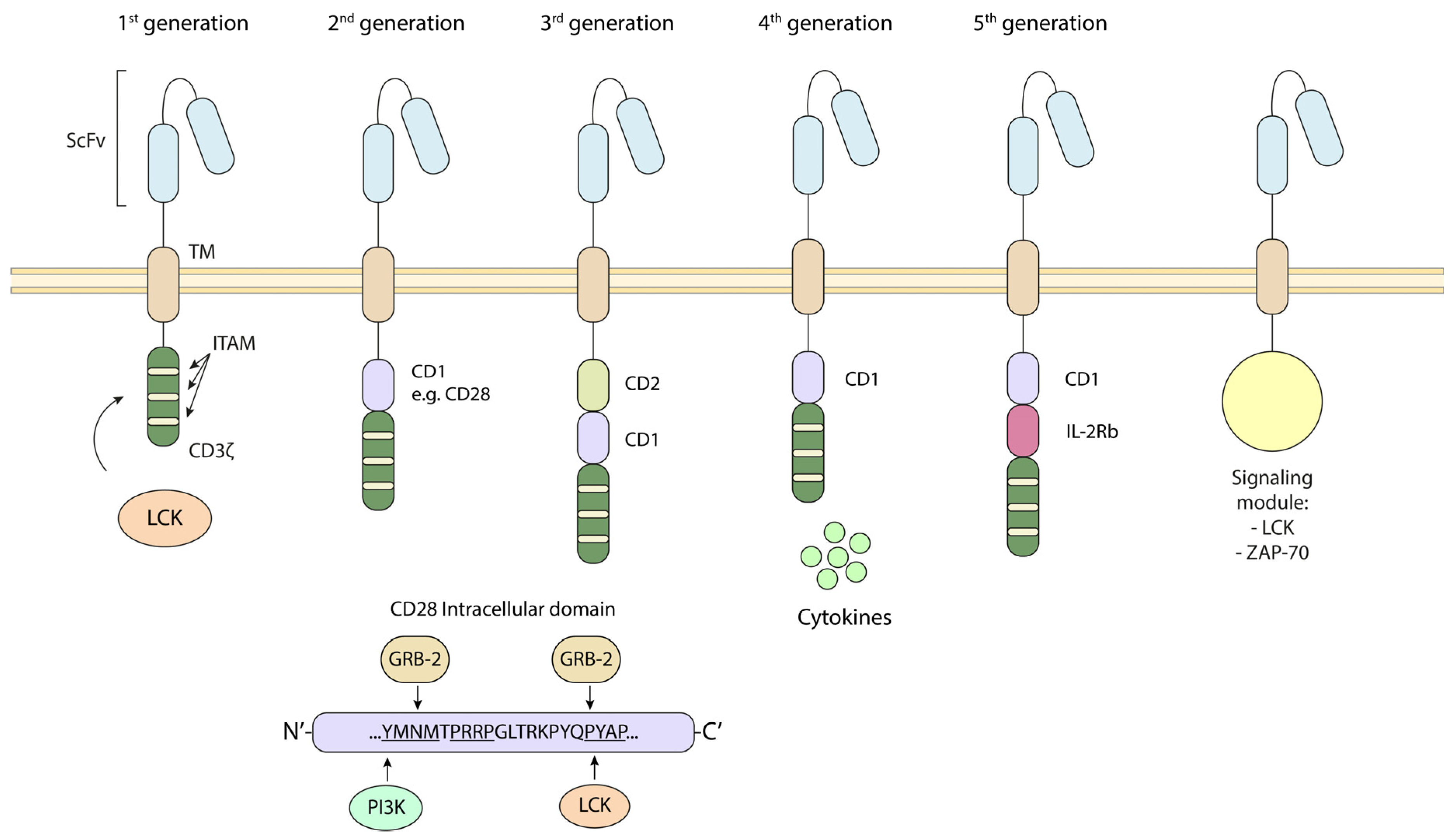 Biomolecules 15 01096 g003