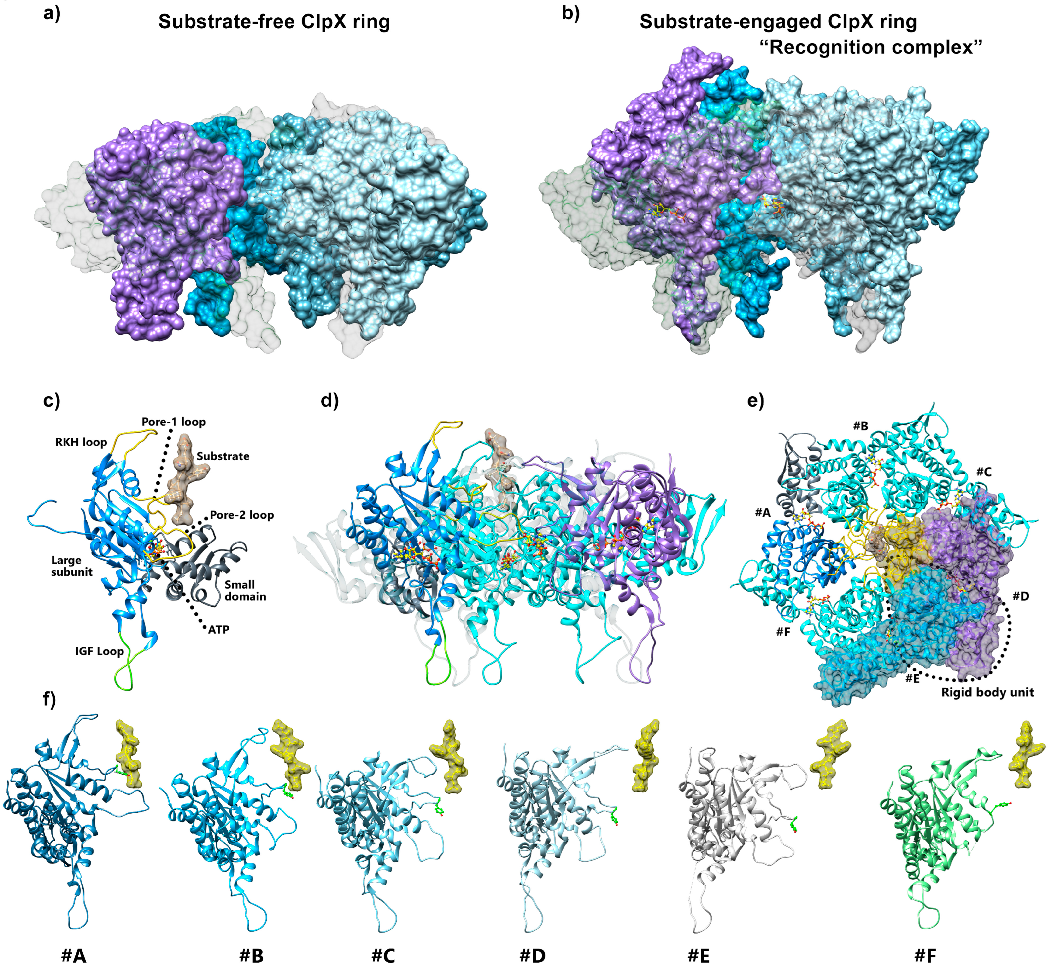 Recent Advances in the Structural Studies of the Proteolytic ClpP/ClpX ...