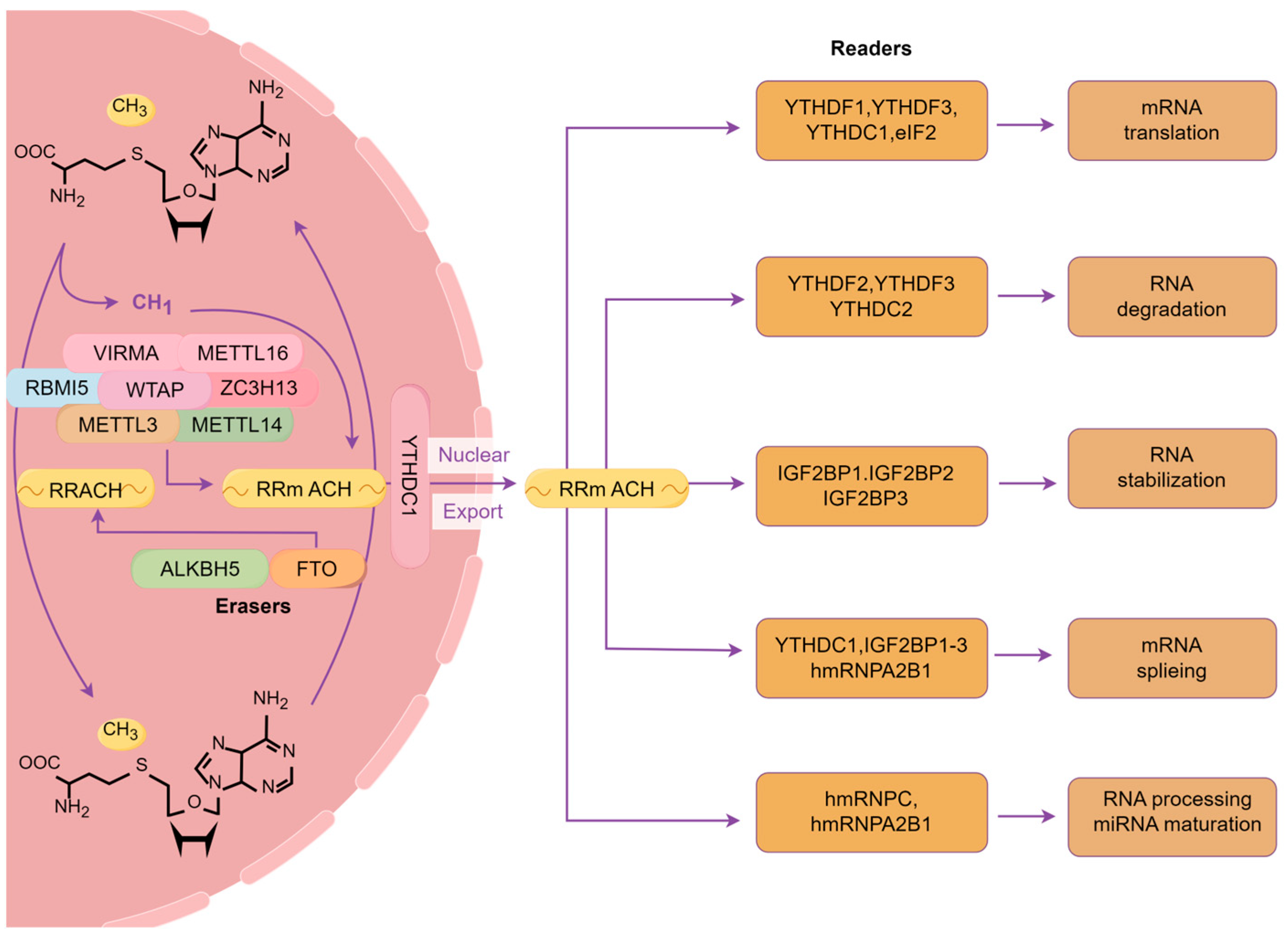 Biomolecules 15 01102 g001 Biomolecules 15 01102 g001