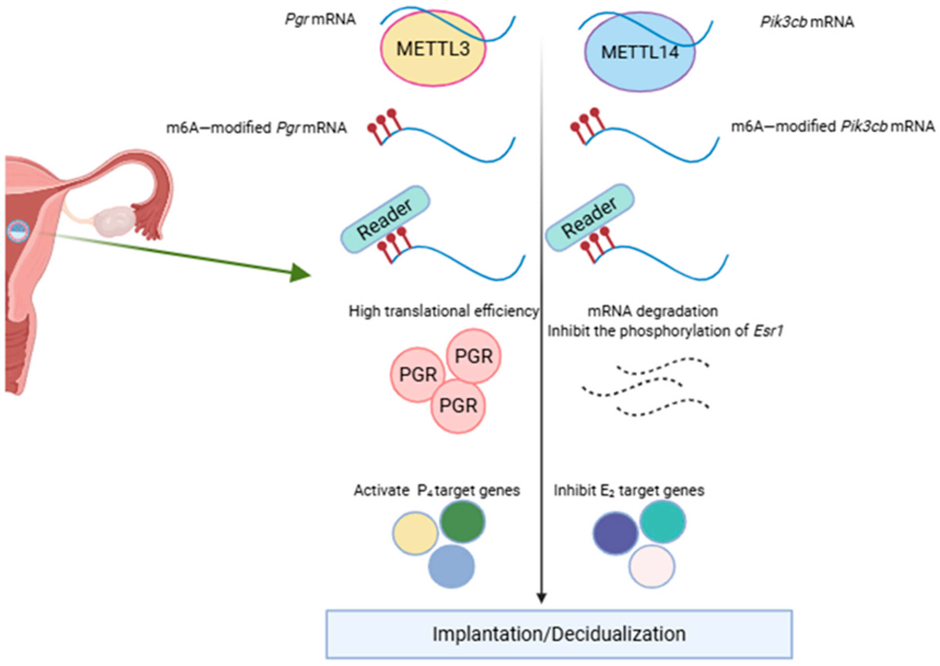 Biomolecules 15 01102 g003 Biomolecules 15 01102 g003