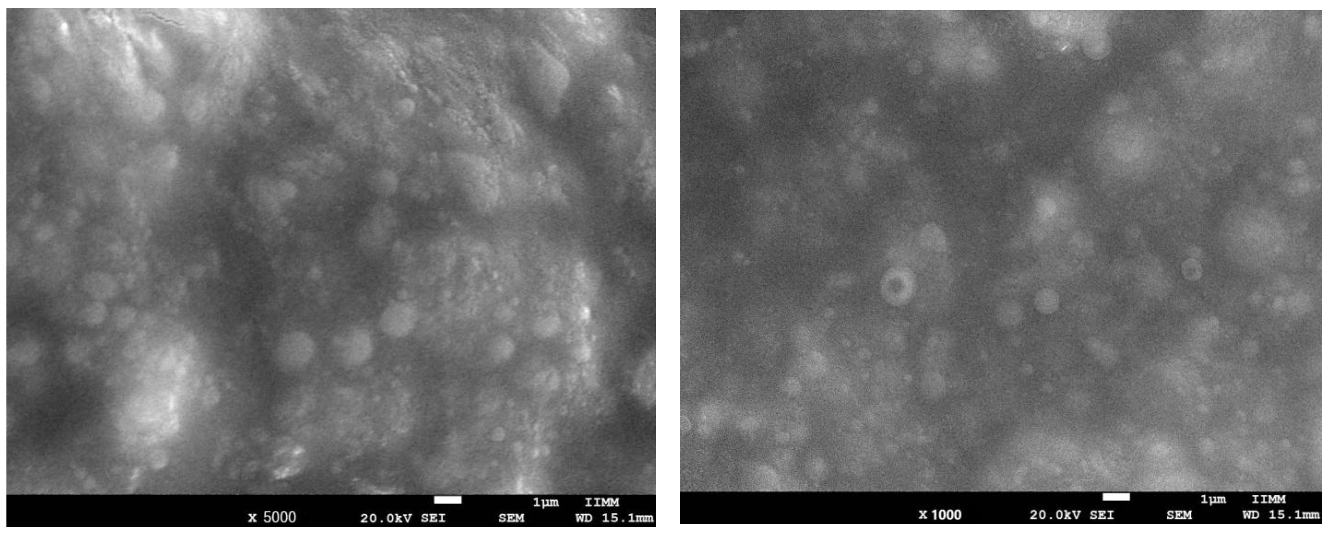Biomolecules 15 01129 g001