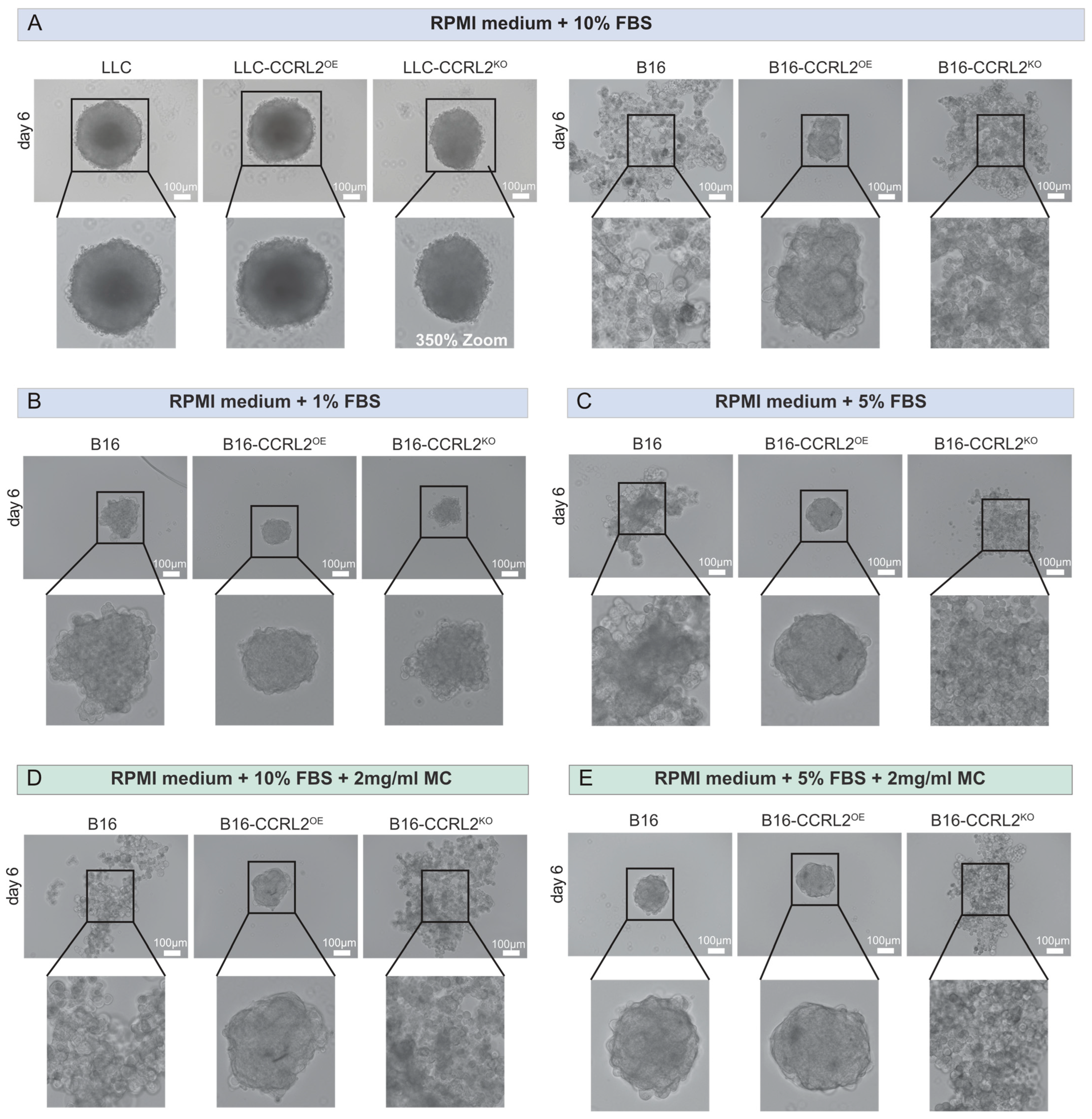 Biomolecules 15 01150 g003 Biomolecules 15 01150 g003