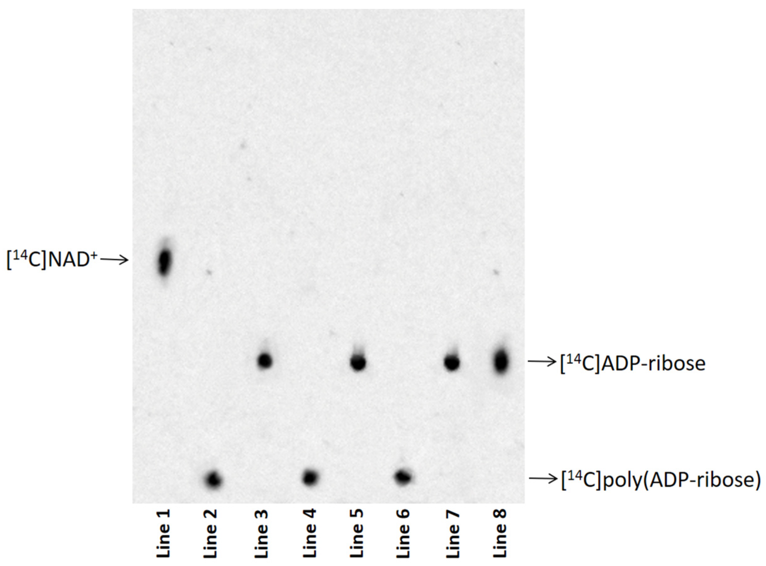 Biomolecules 15 01169 g003