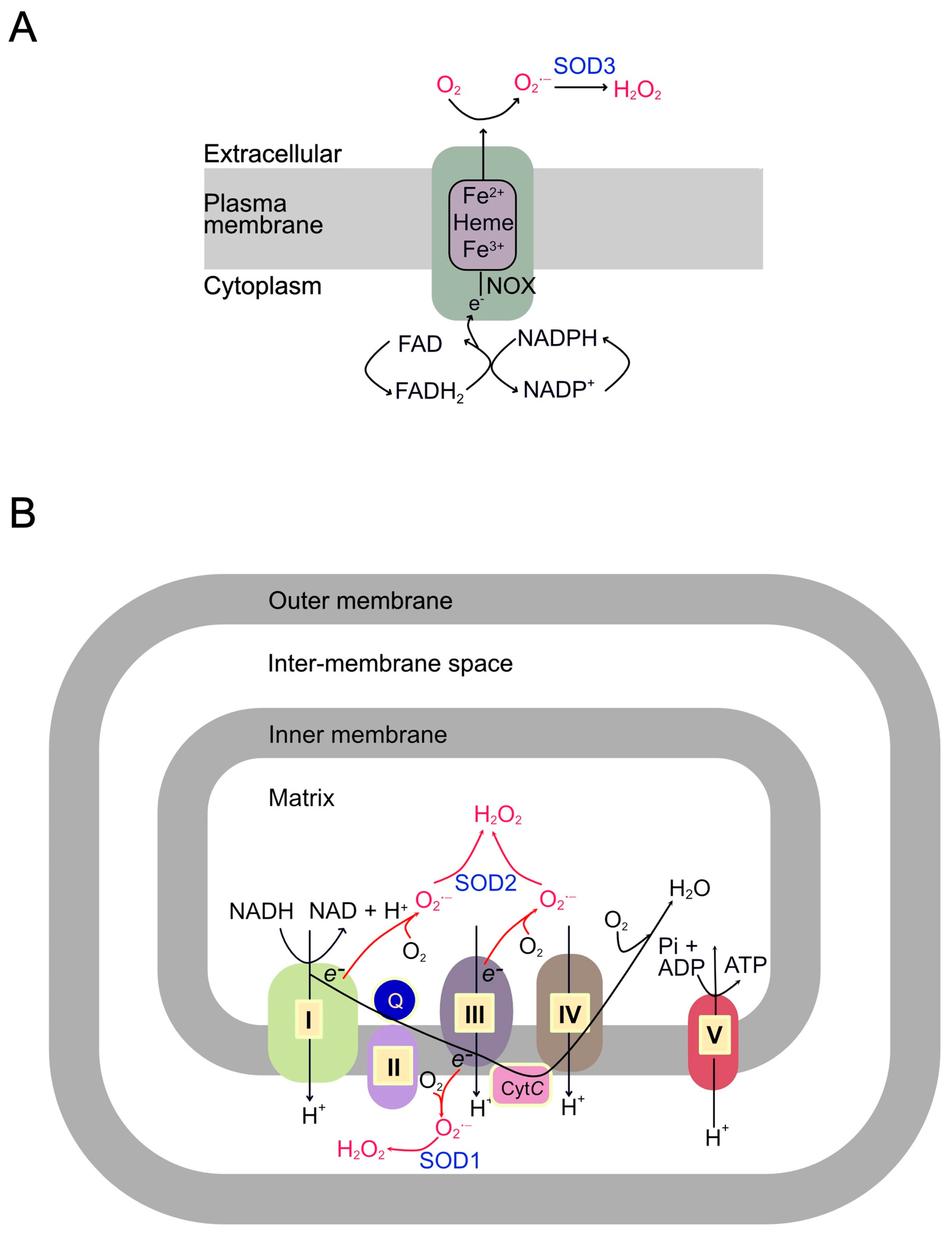 Biomolecules 15 01193 g002 Biomolecules 15 01193 g002