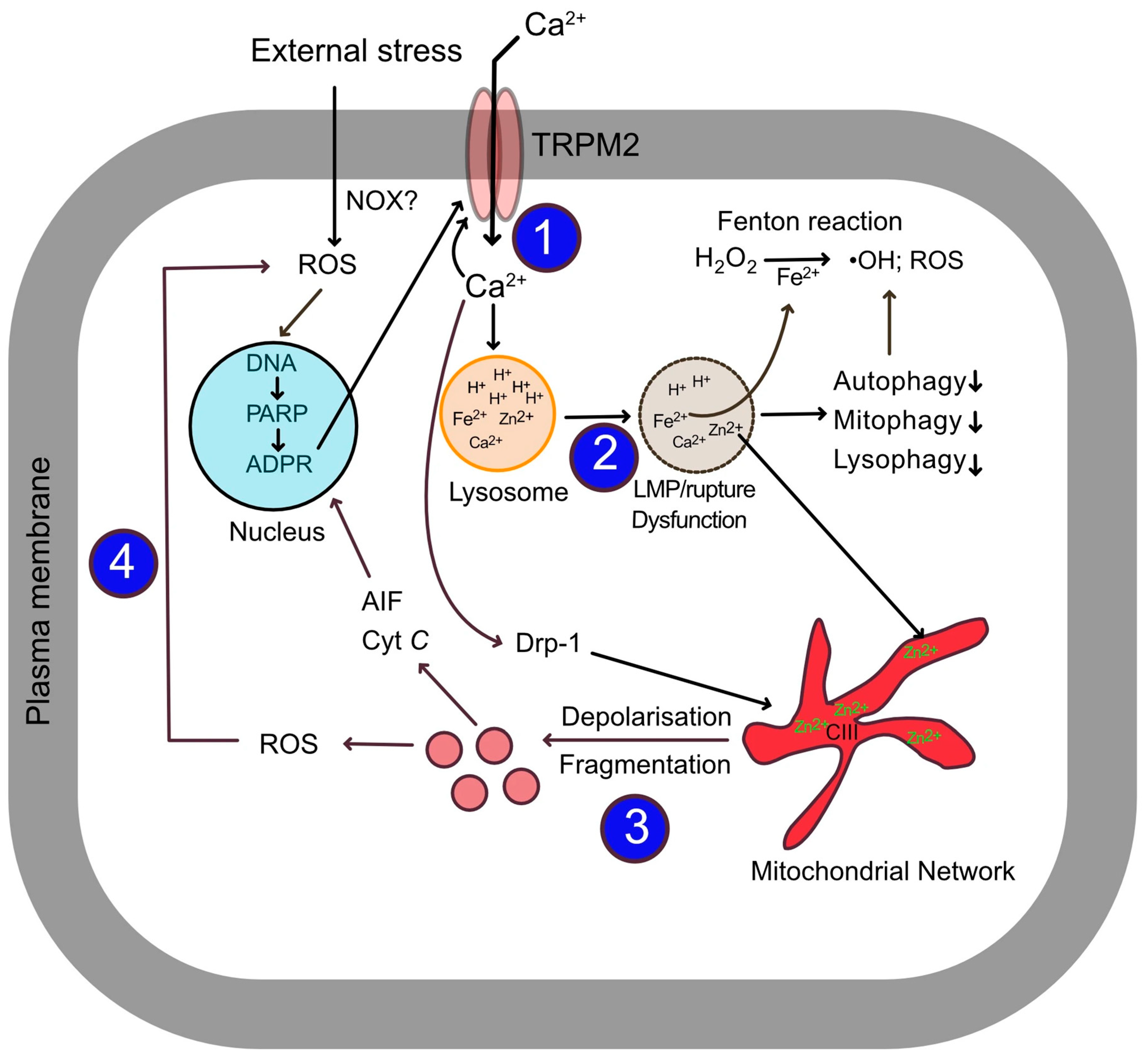 Biomolecules 15 01193 g003 Biomolecules 15 01193 g003