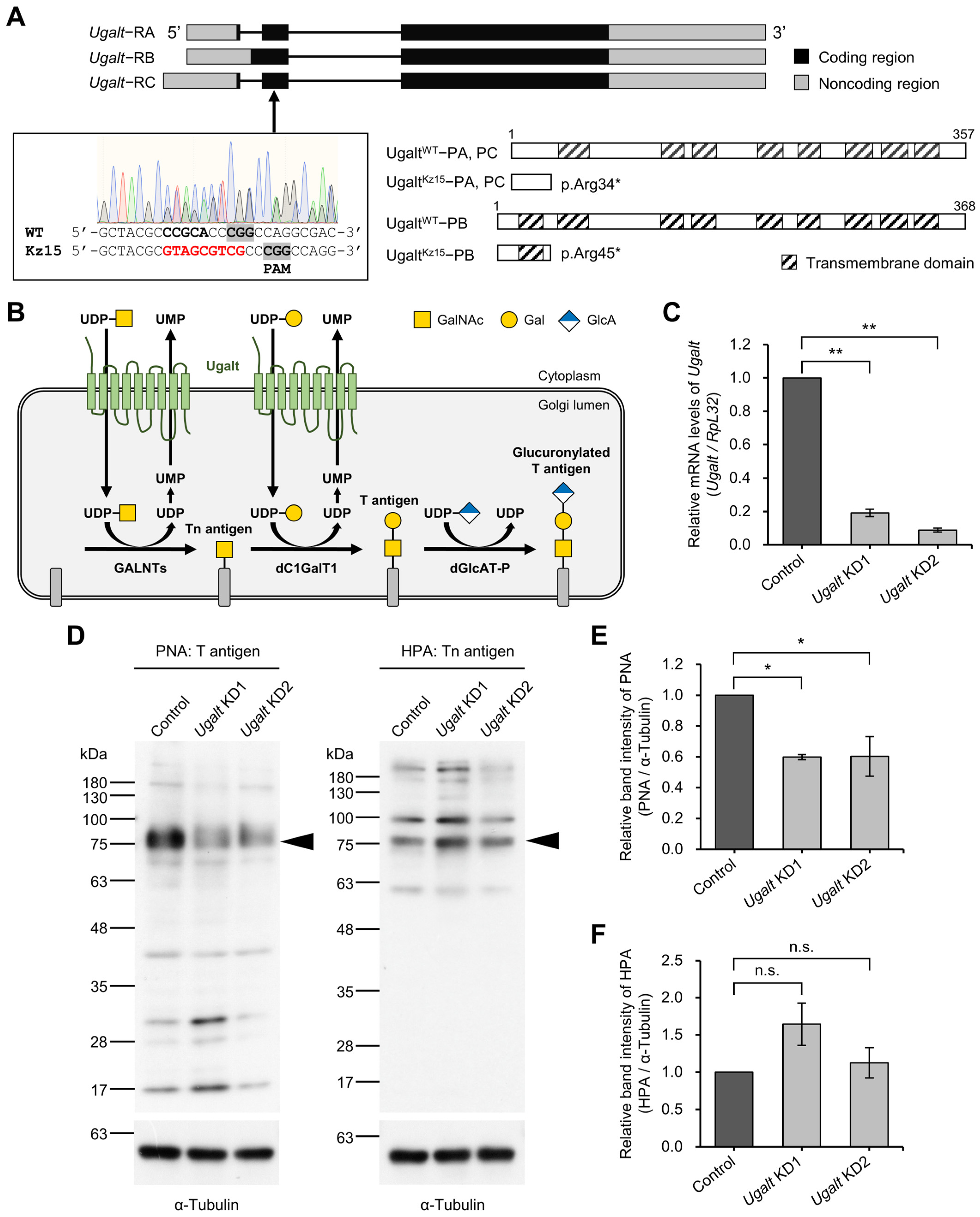 Biomolecules 15 01256 g001 Biomolecules 15 01256 g001