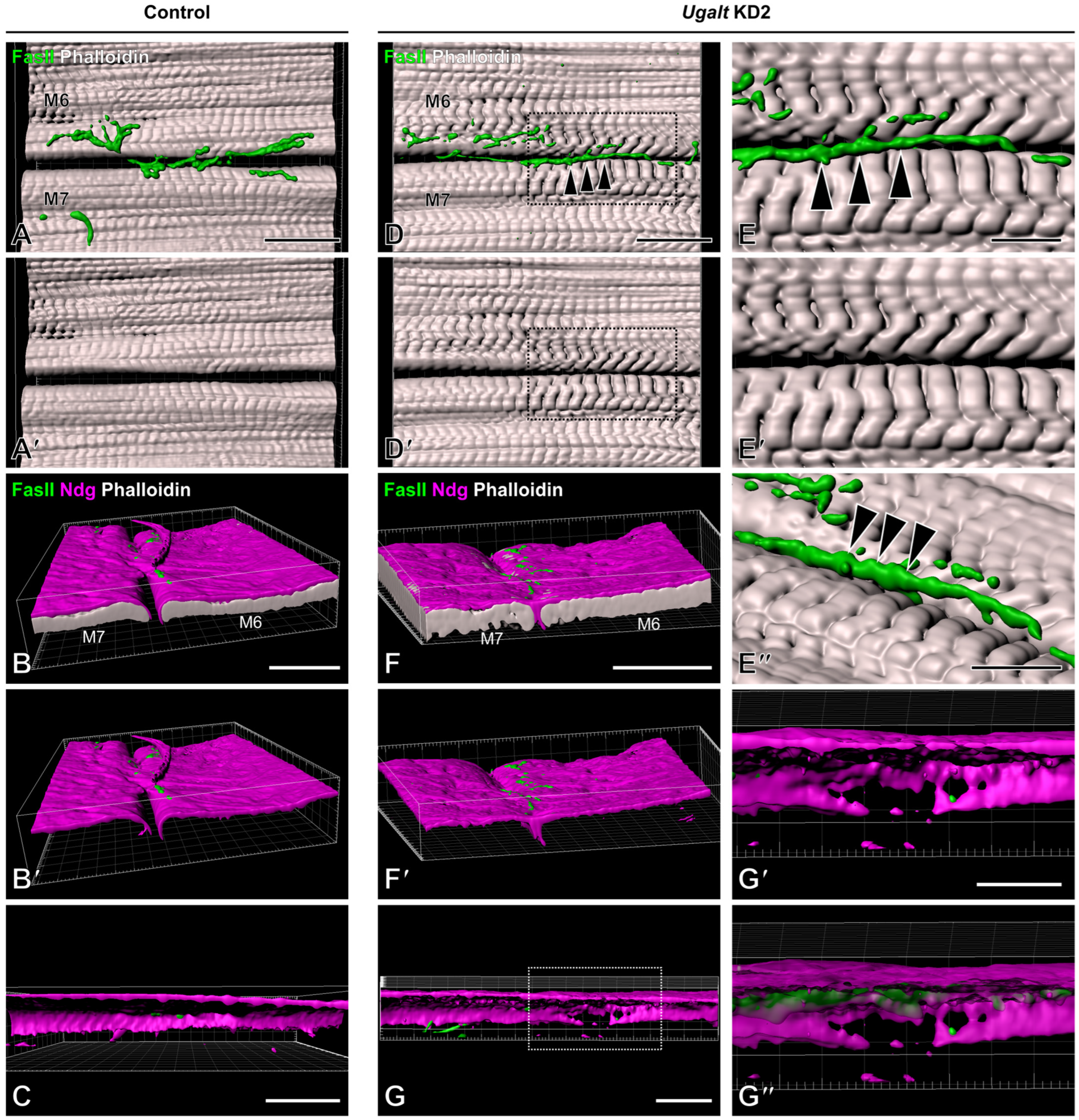 Biomolecules 15 01256 g006 Biomolecules 15 01256 g006